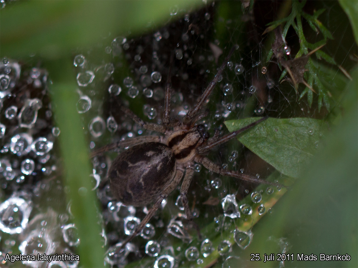 agelena_labyrinthica_2011_07_25_1