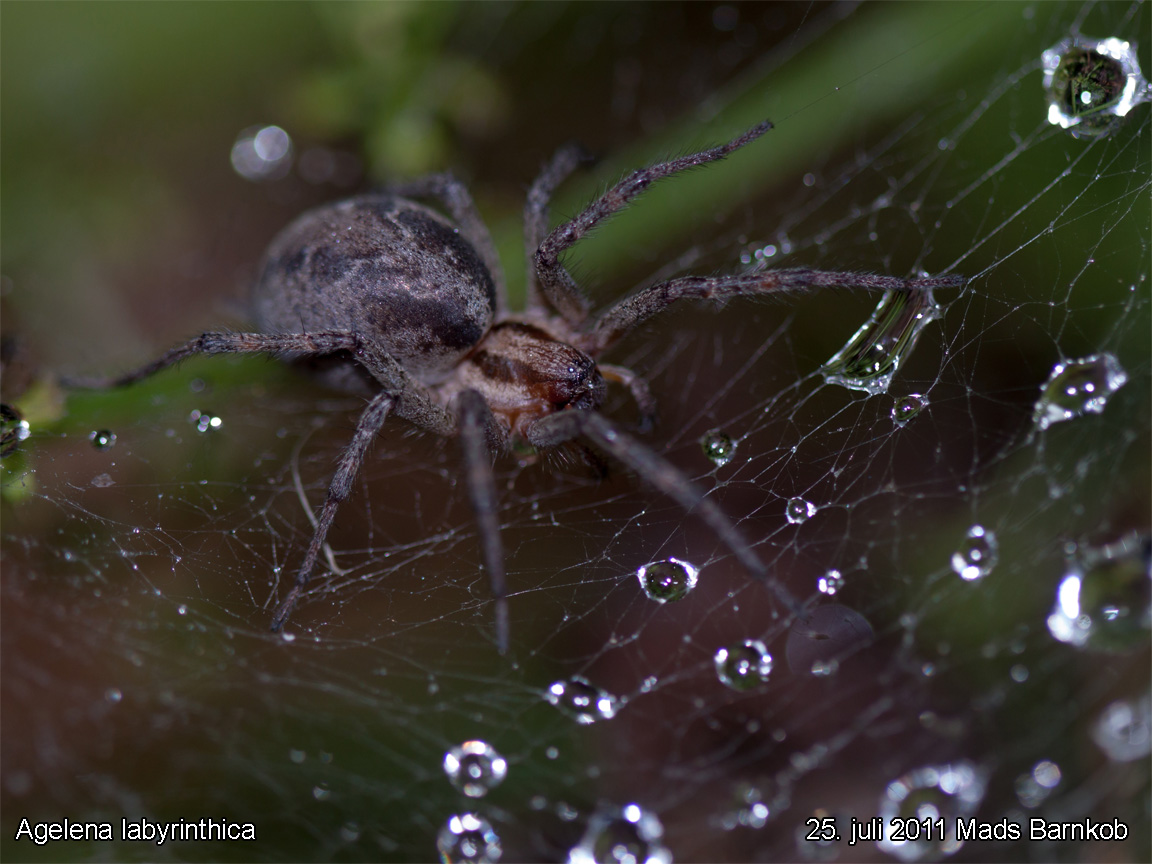 agelena_labyrinthica_2011_07_25_2