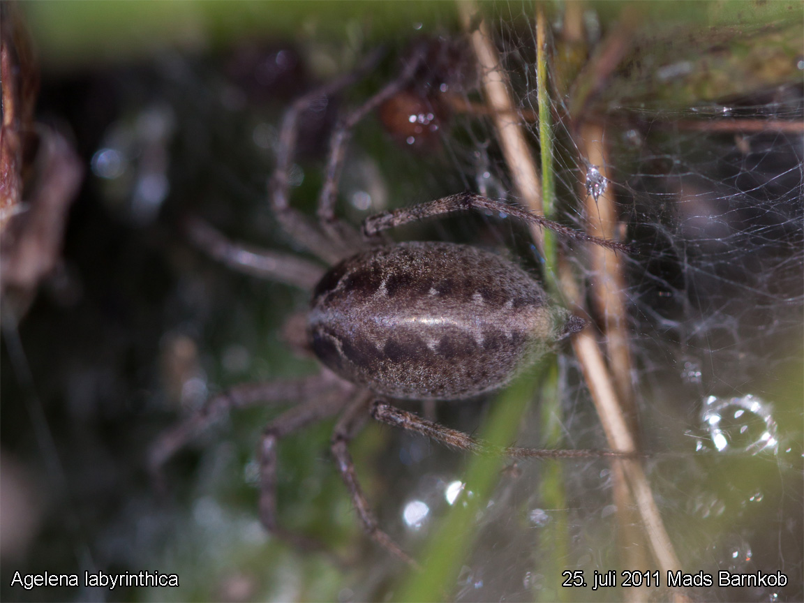 agelena_labyrinthica_2011_07_25_3