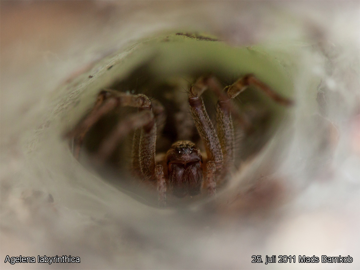 agelena_labyrinthica_2011_07_25_4