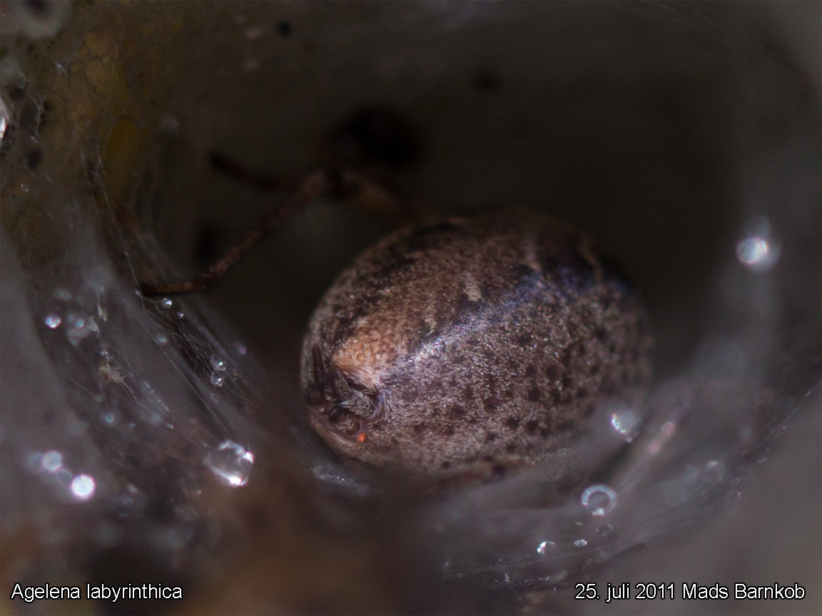 agelena_labyrinthica_2011_07_25_5