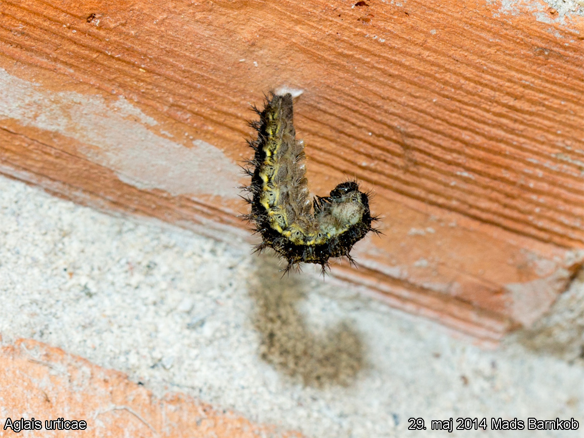 aglais_urticae_2014_05_29_2