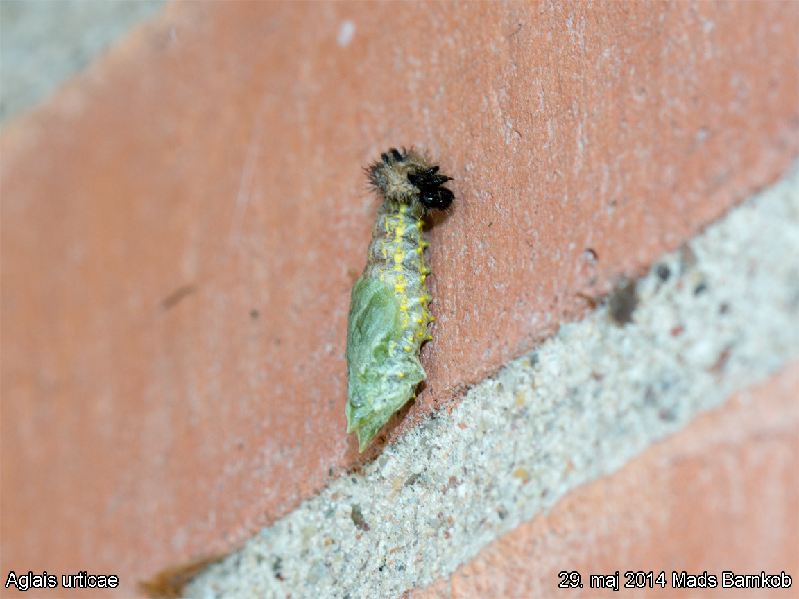 aglais_urticae_2014_05_29_3