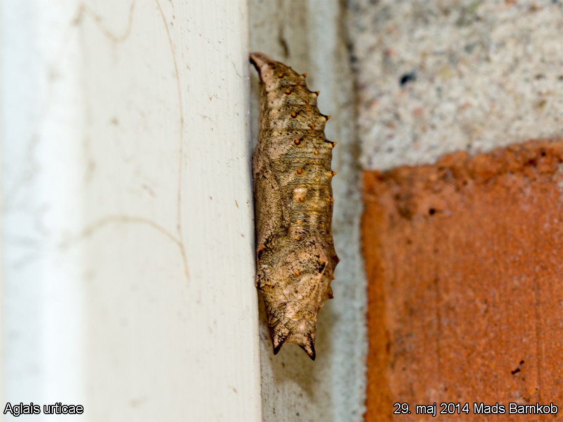 aglais_urticae_2014_05_29_4