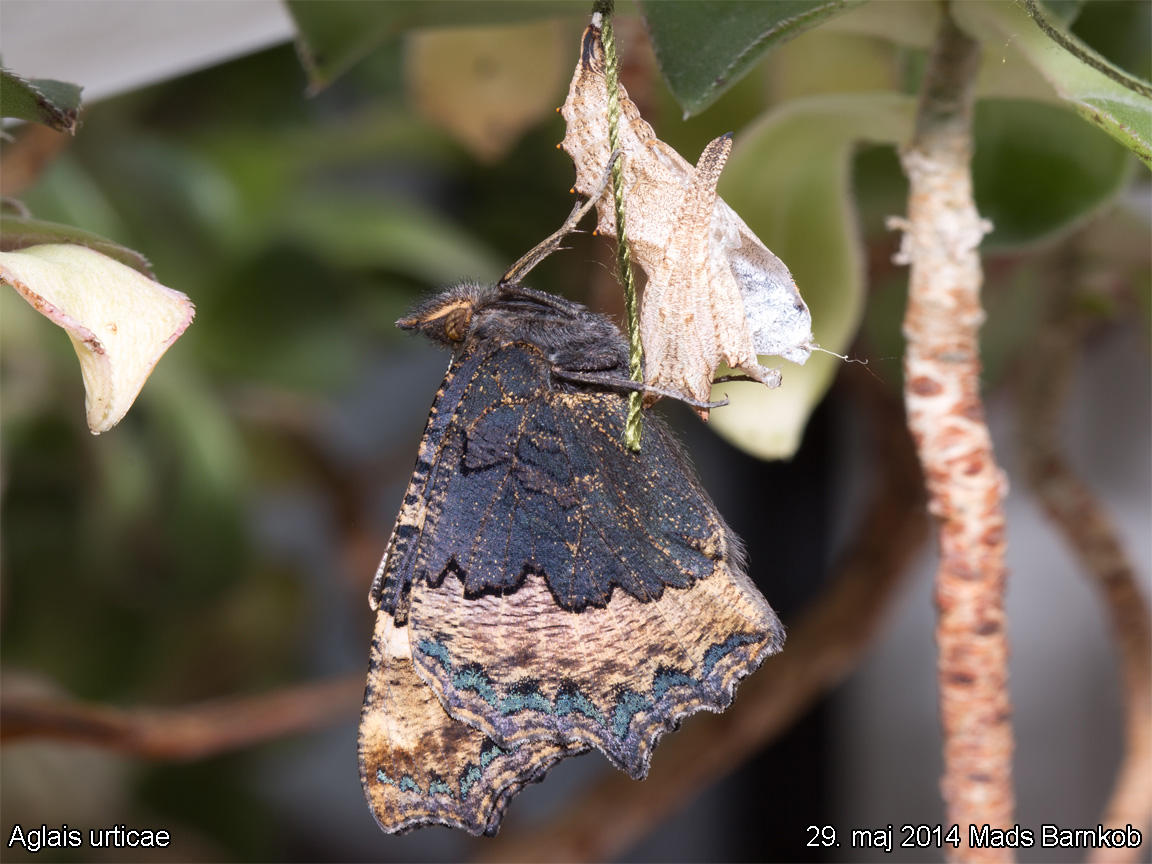 aglais_urticae_2014_05_29_5