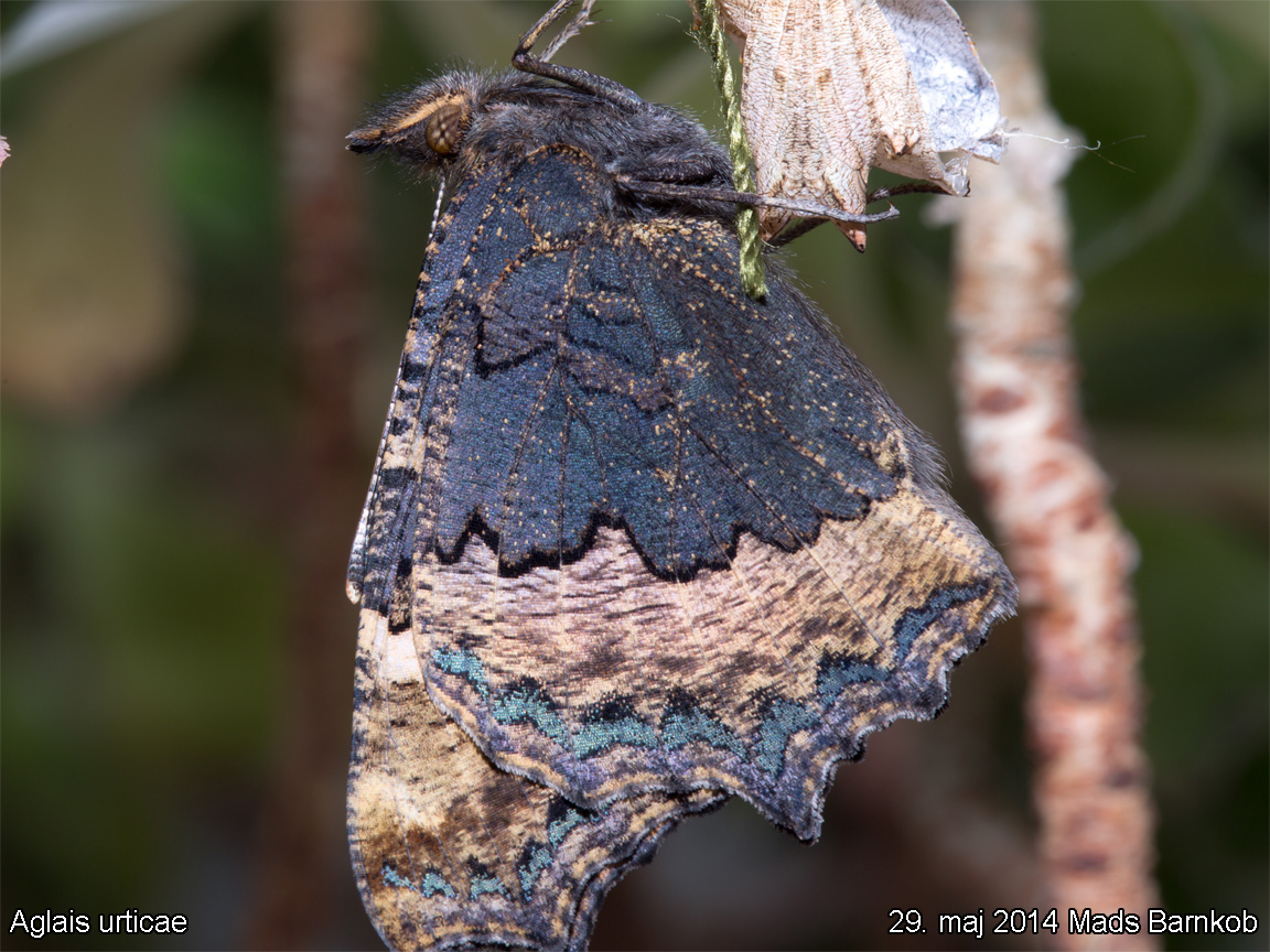aglais_urticae_2014_05_29_6