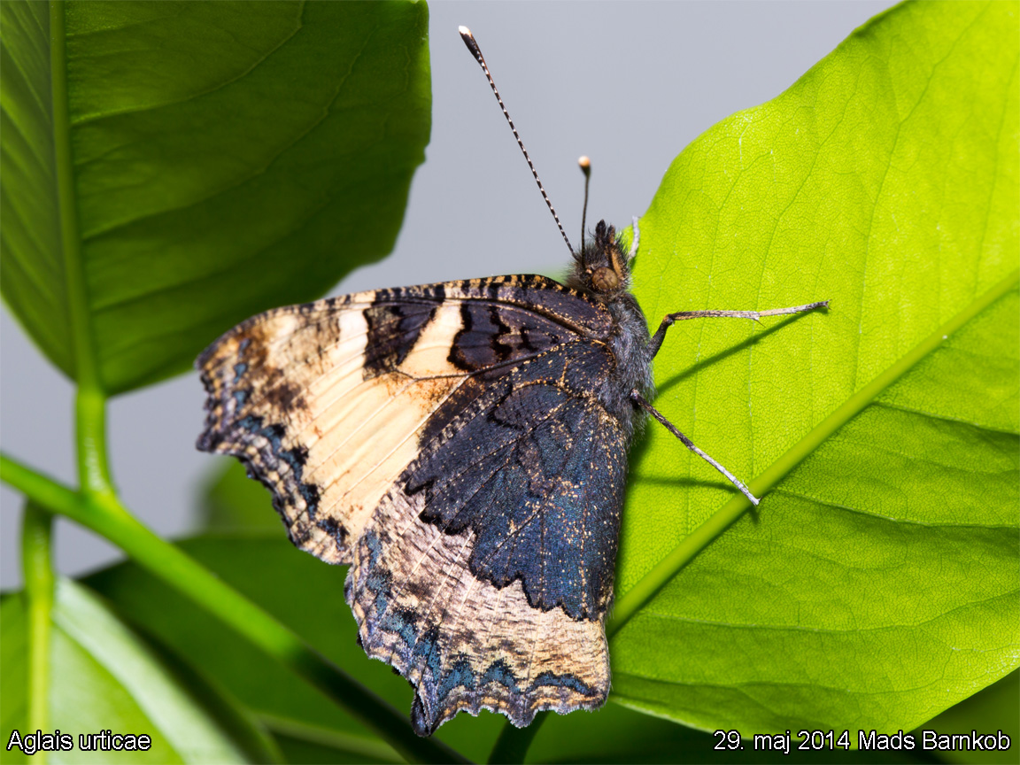 aglais_urticae_2014_05_29_7