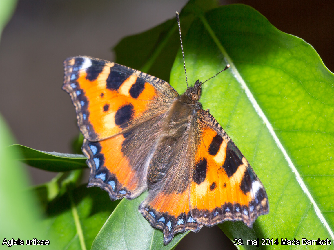 aglais_urticae_2014_05_29_8