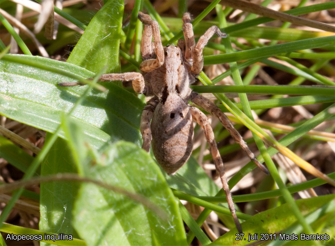 alopecosa_inquilina_2011_07_27_1