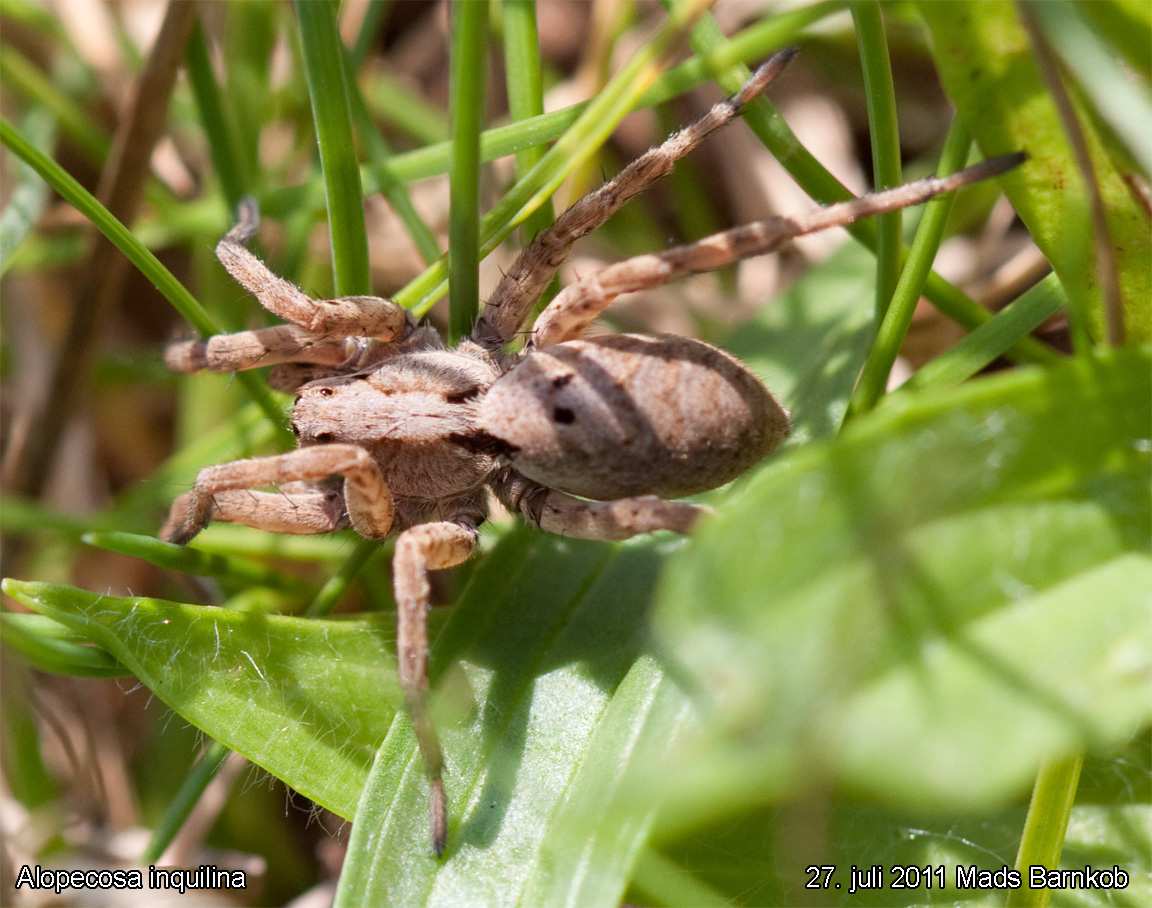 alopecosa_inquilina_2011_07_27_2