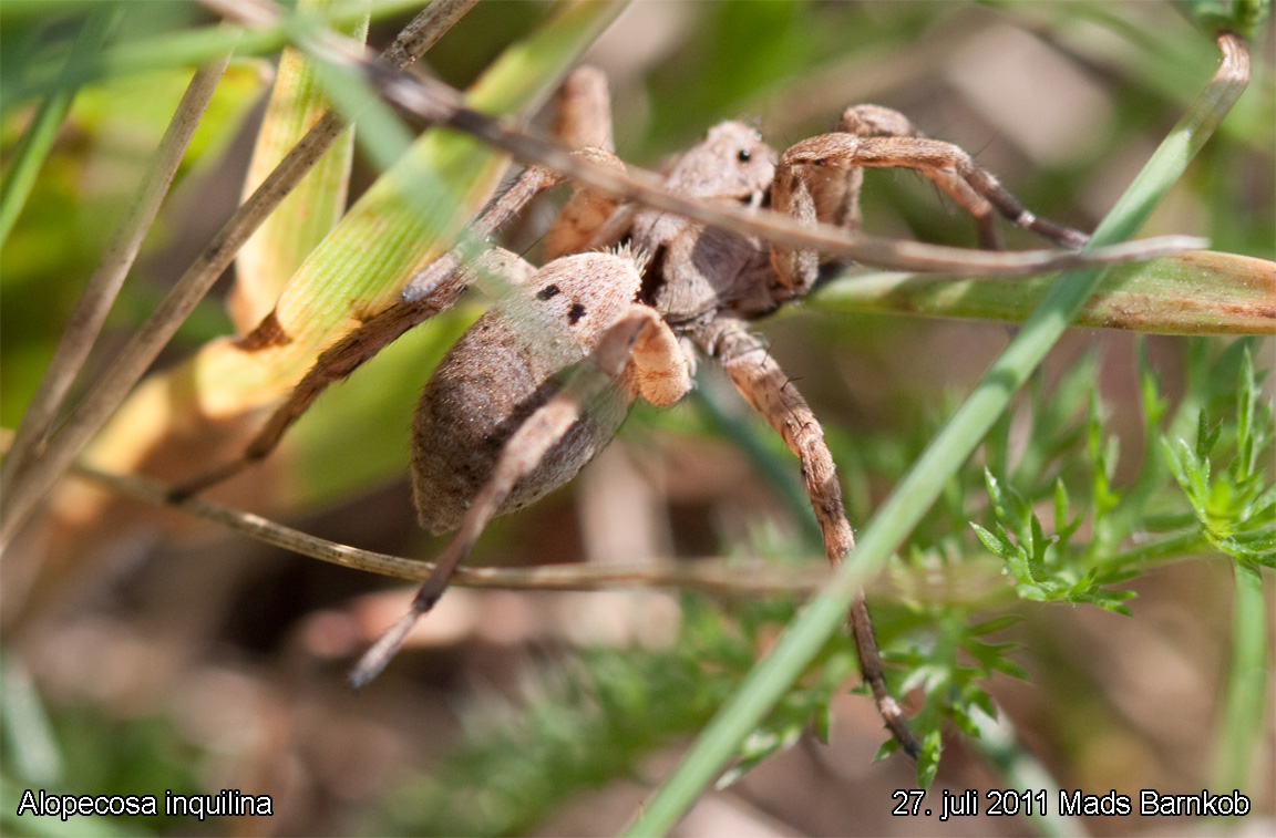 alopecosa_inquilina_2011_07_27_3