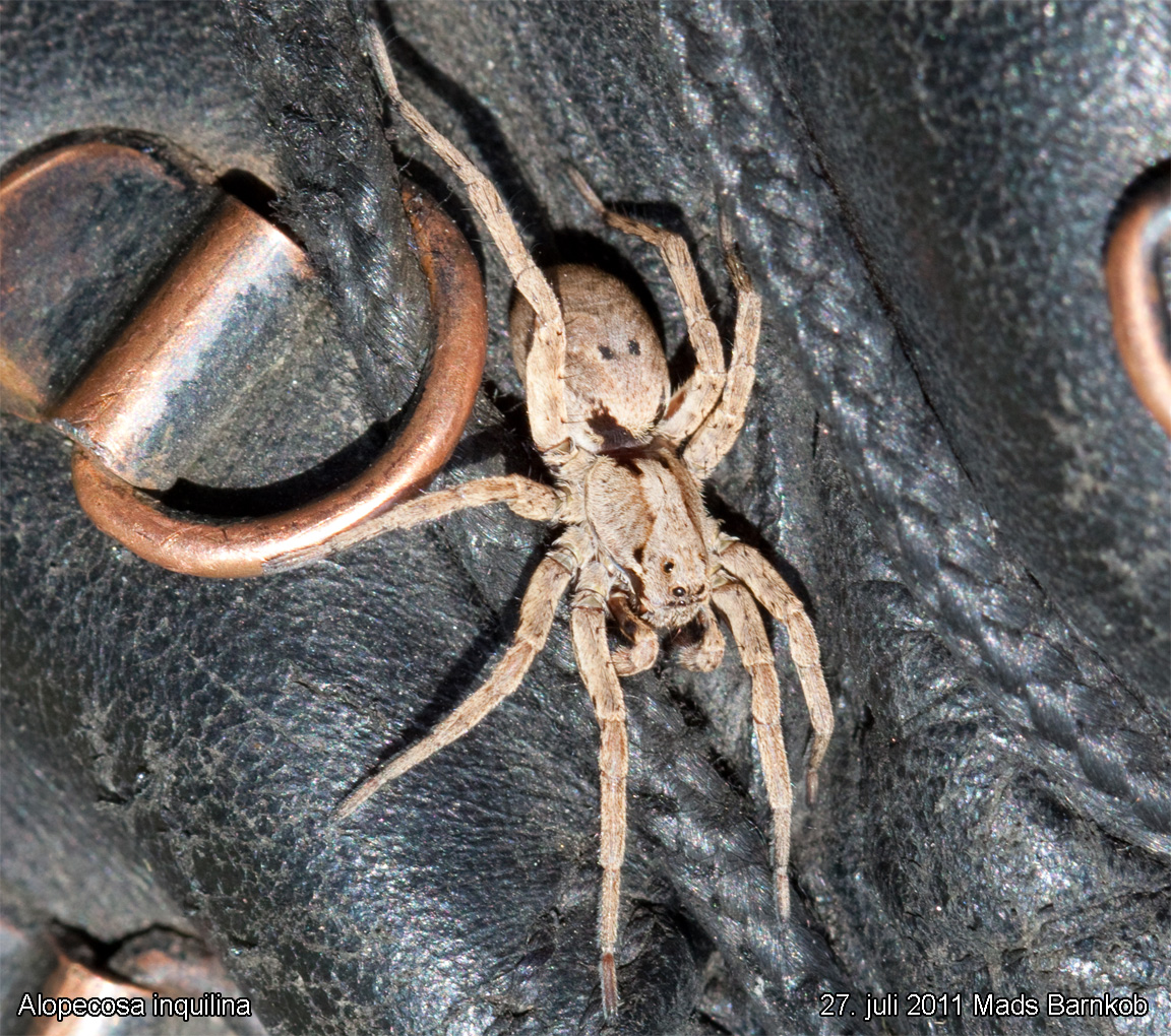 alopecosa_inquilina_2011_07_27_4