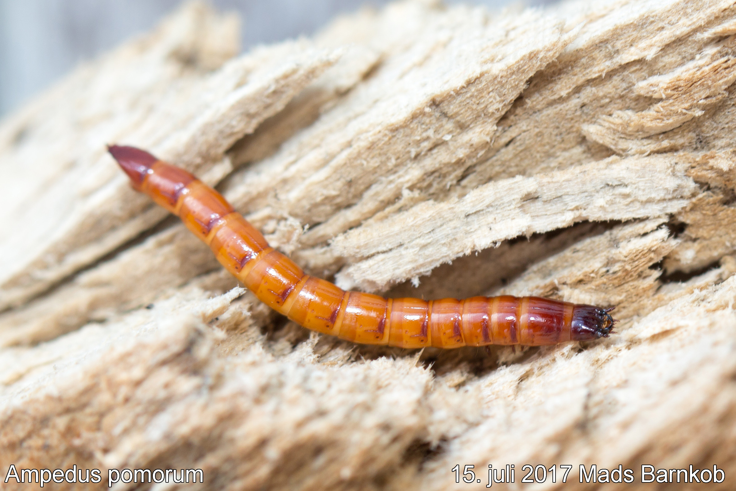 ampedus_pomorum_2017_07_15_1