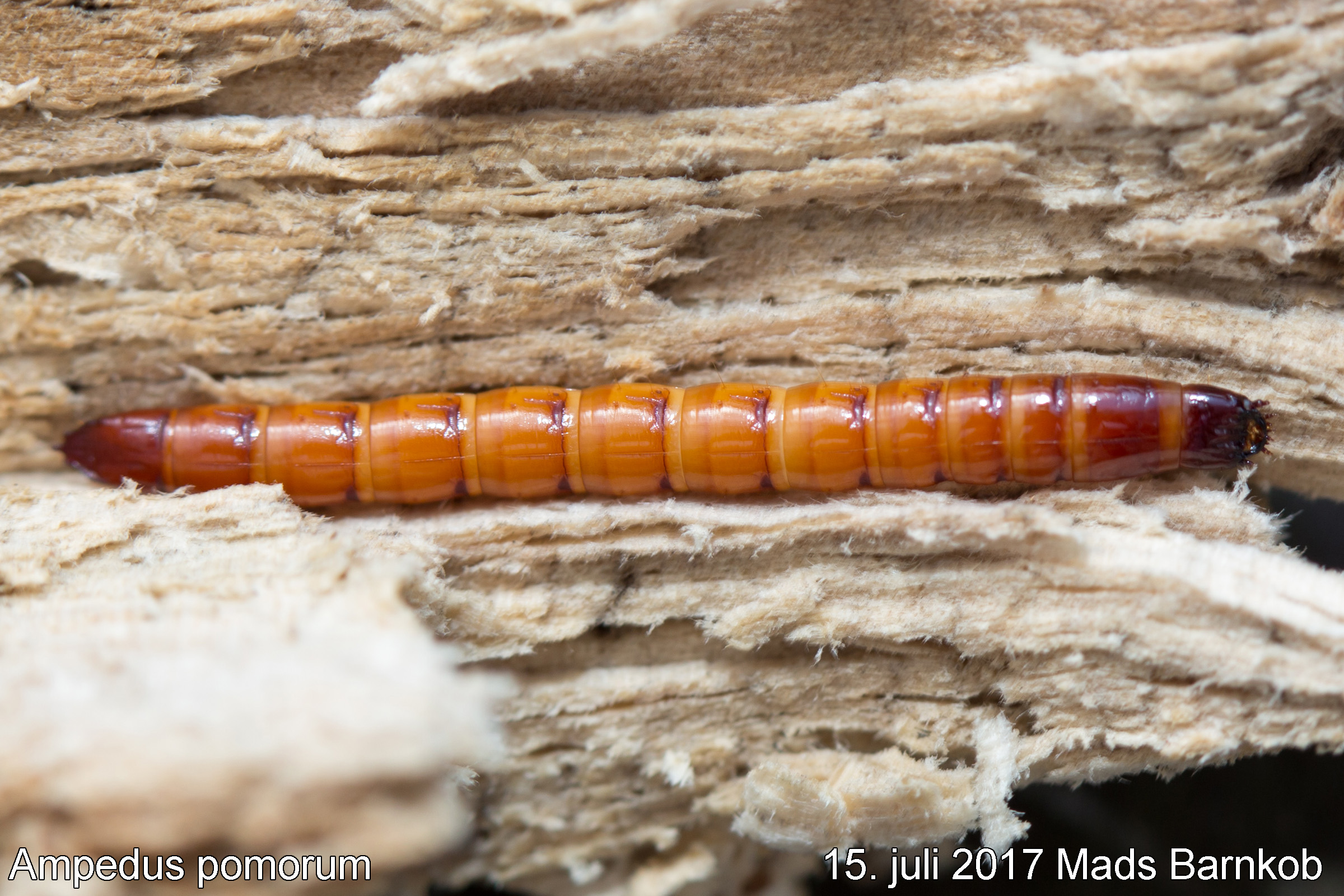 ampedus_pomorum_2017_07_15_2