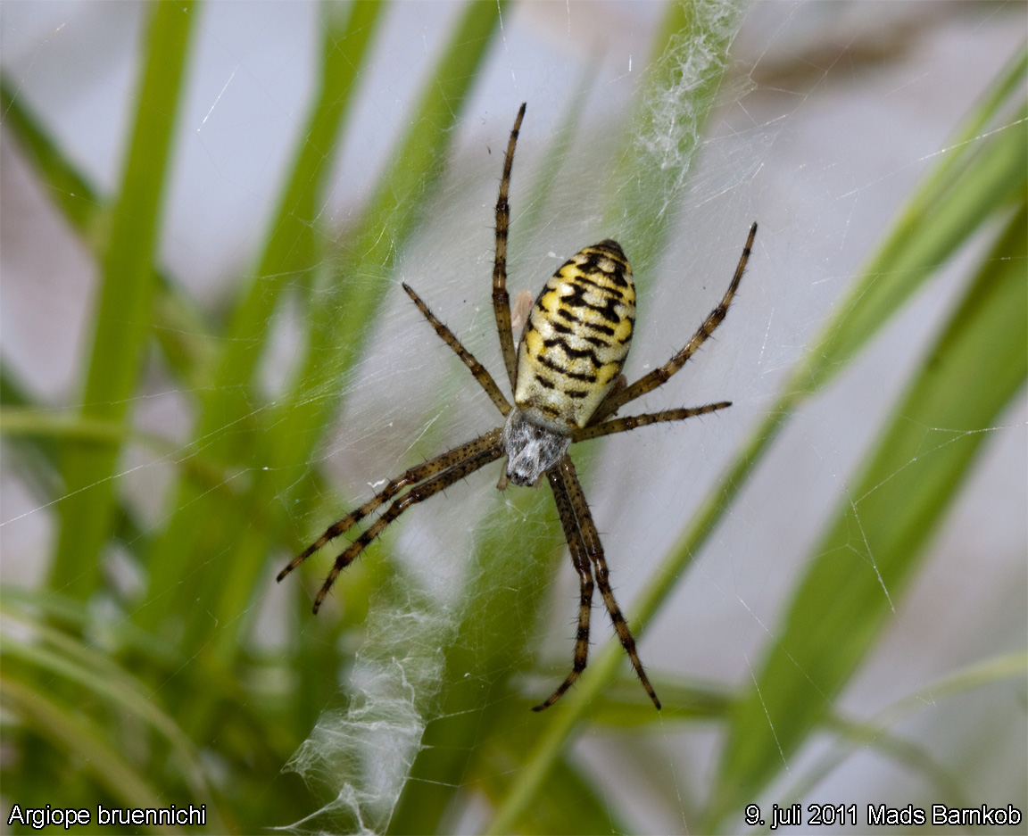 argiope_bruennichi_2011_07_09_1