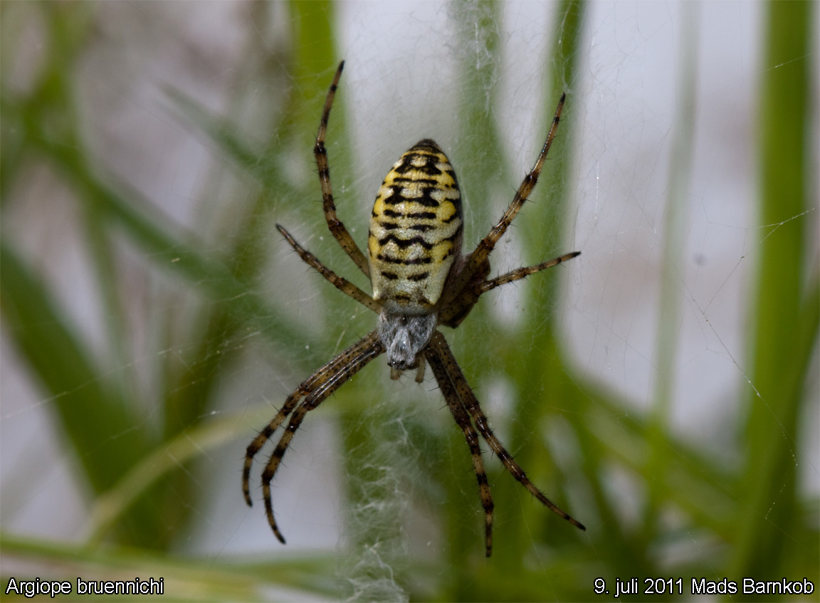 argiope_bruennichi_2011_07_09_2