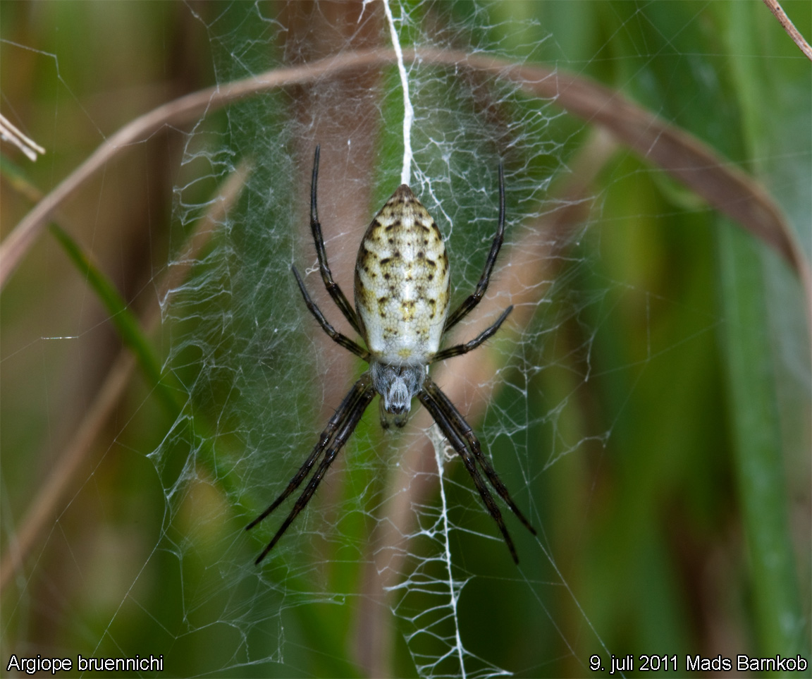 argiope_bruennichi_2011_07_09_3