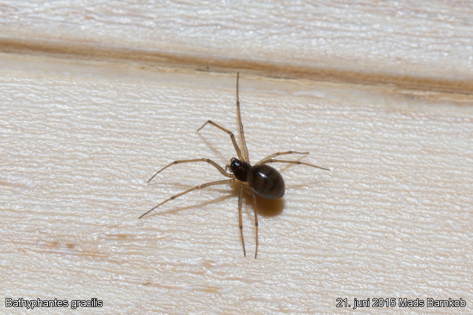 Bathyphantes gracilis