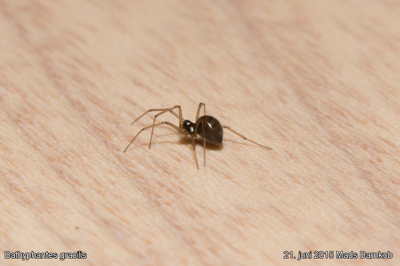 bathyphantes_gracilis_2015_06_21_2