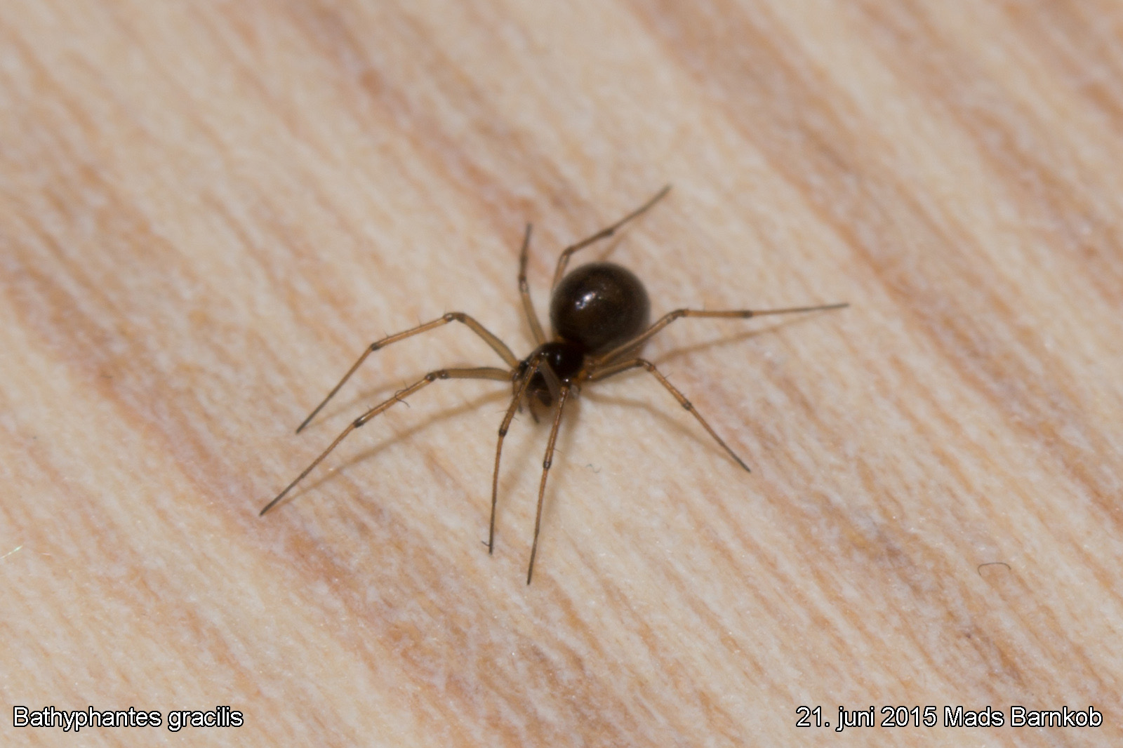 bathyphantes_gracilis_2015_06_21_3
