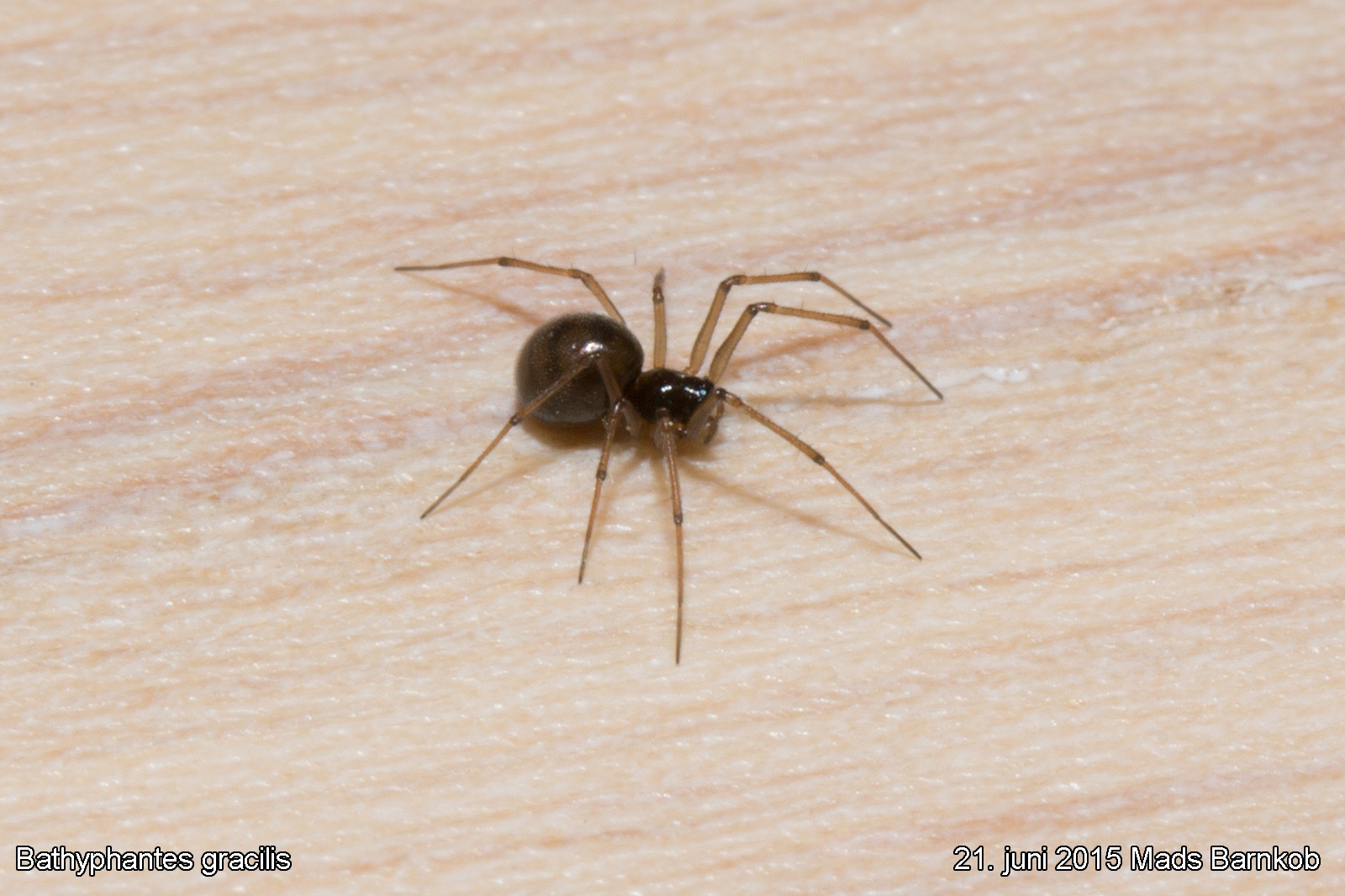 bathyphantes_gracilis_2015_06_21_4