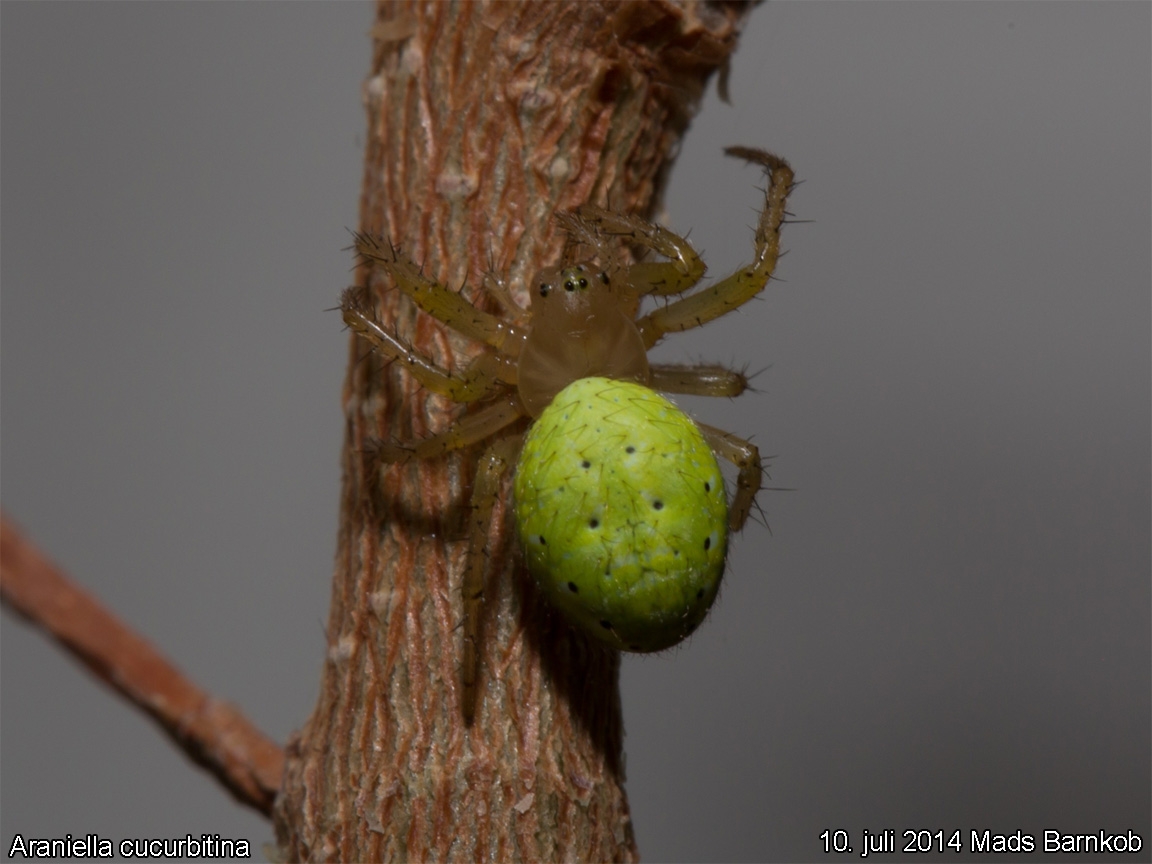 araniella_cucurbitina_2014_07_10_1