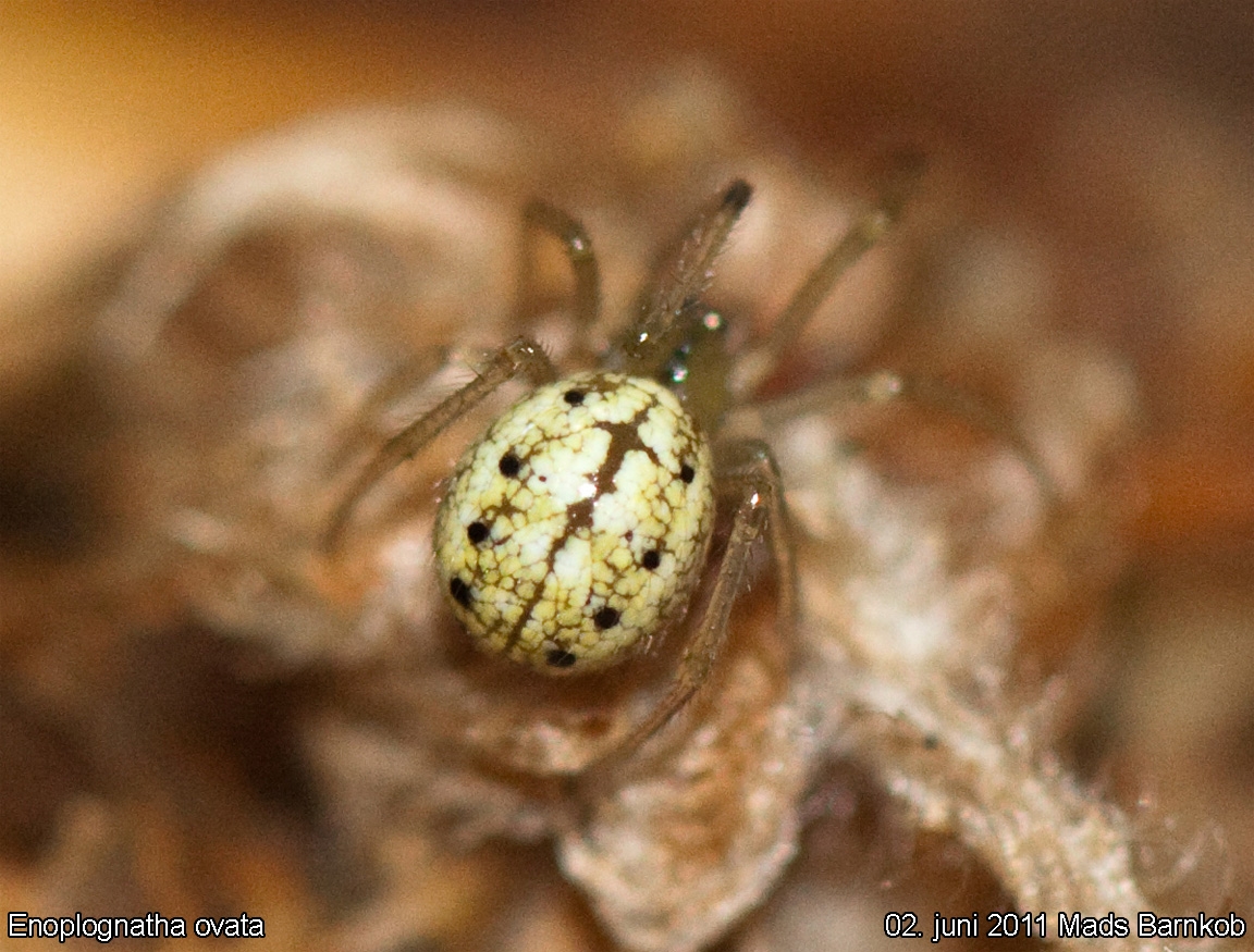 enoplognatha_ovata_2011_06_02_2
