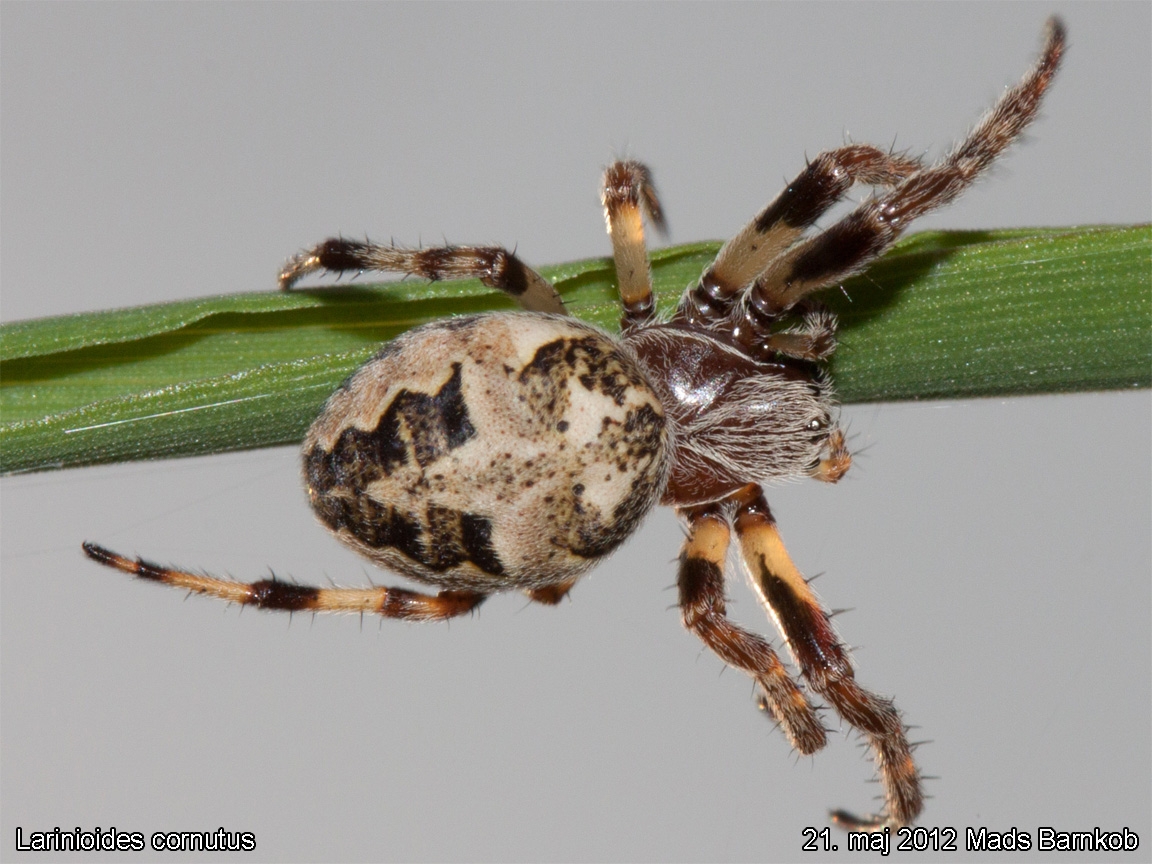 larinioides_cornutus_2012_05_21_1