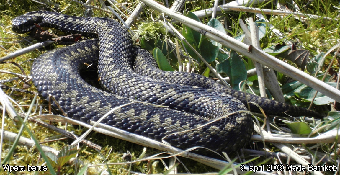 vipera_berus_2009_04_09_1