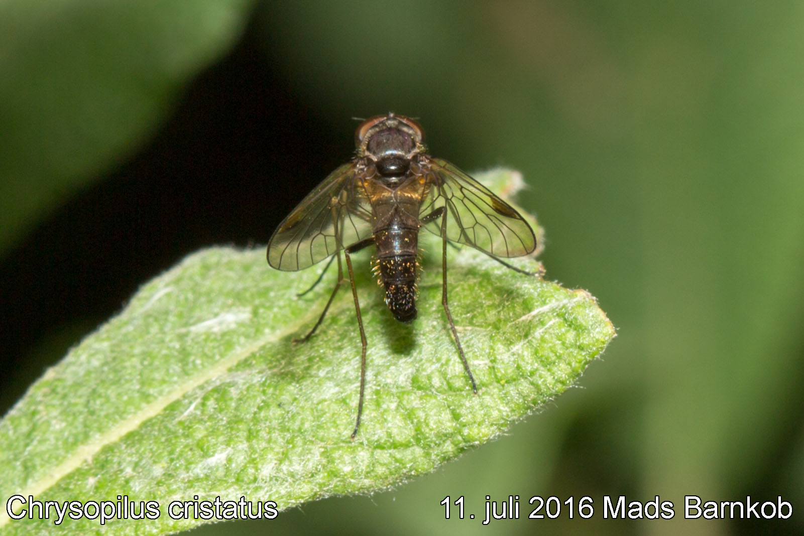 chrysopilus_cristatus_2016_07_11_2