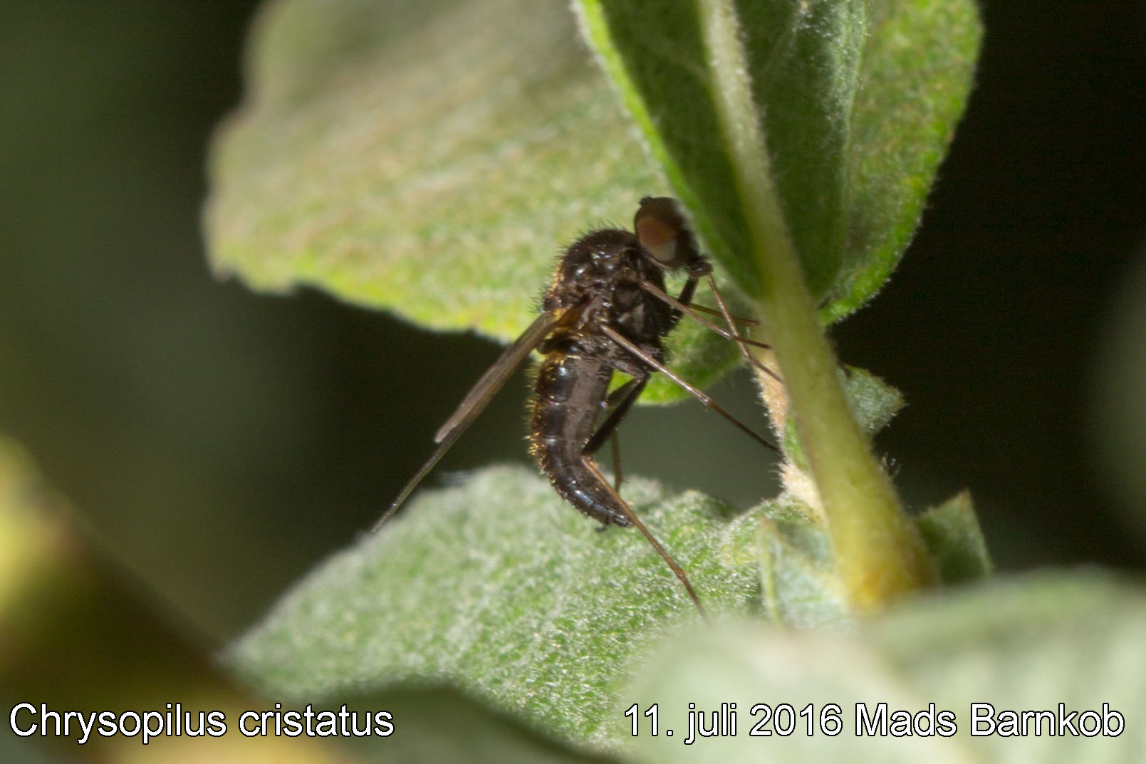 chrysopilus_cristatus_2016_07_11_3