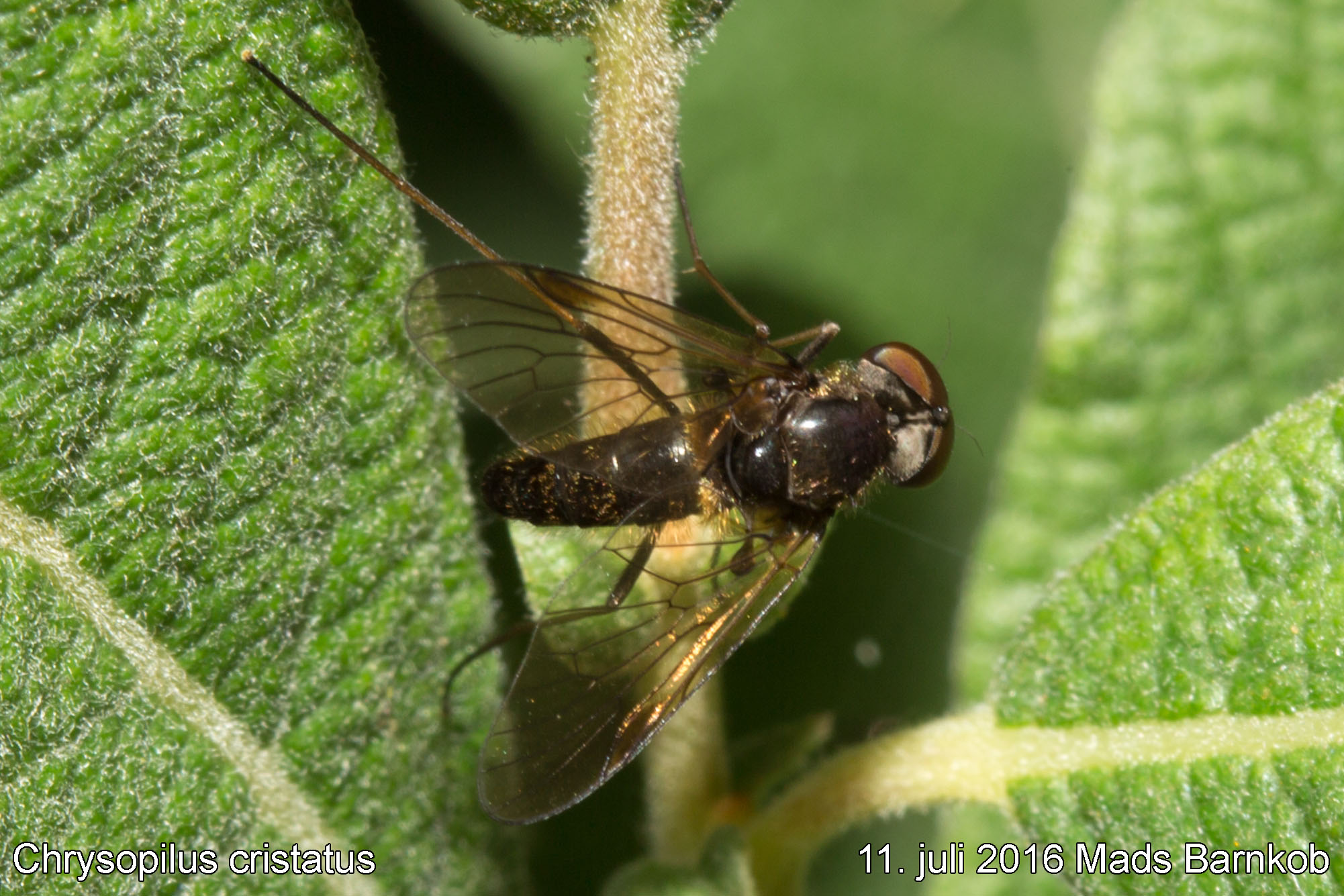chrysopilus_cristatus_2016_07_11_4
