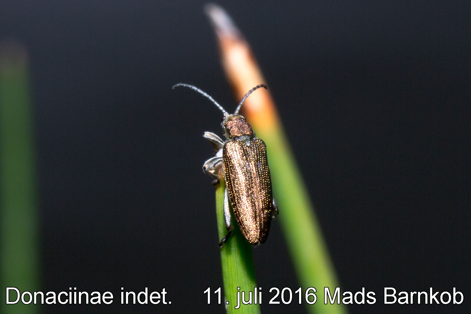 donaciinae_indet._2016_07_11_1