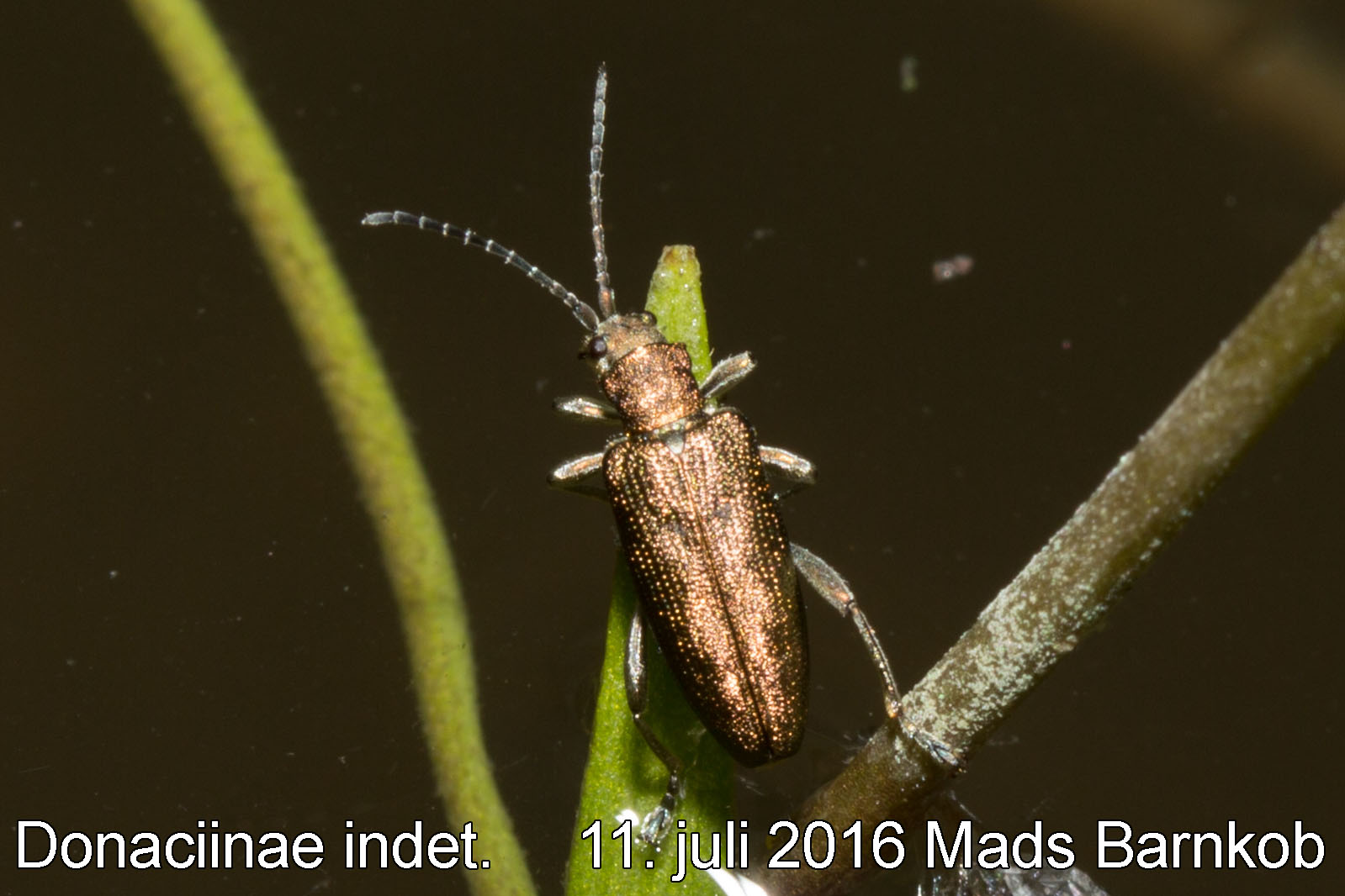 donaciinae_indet._2016_07_11_2