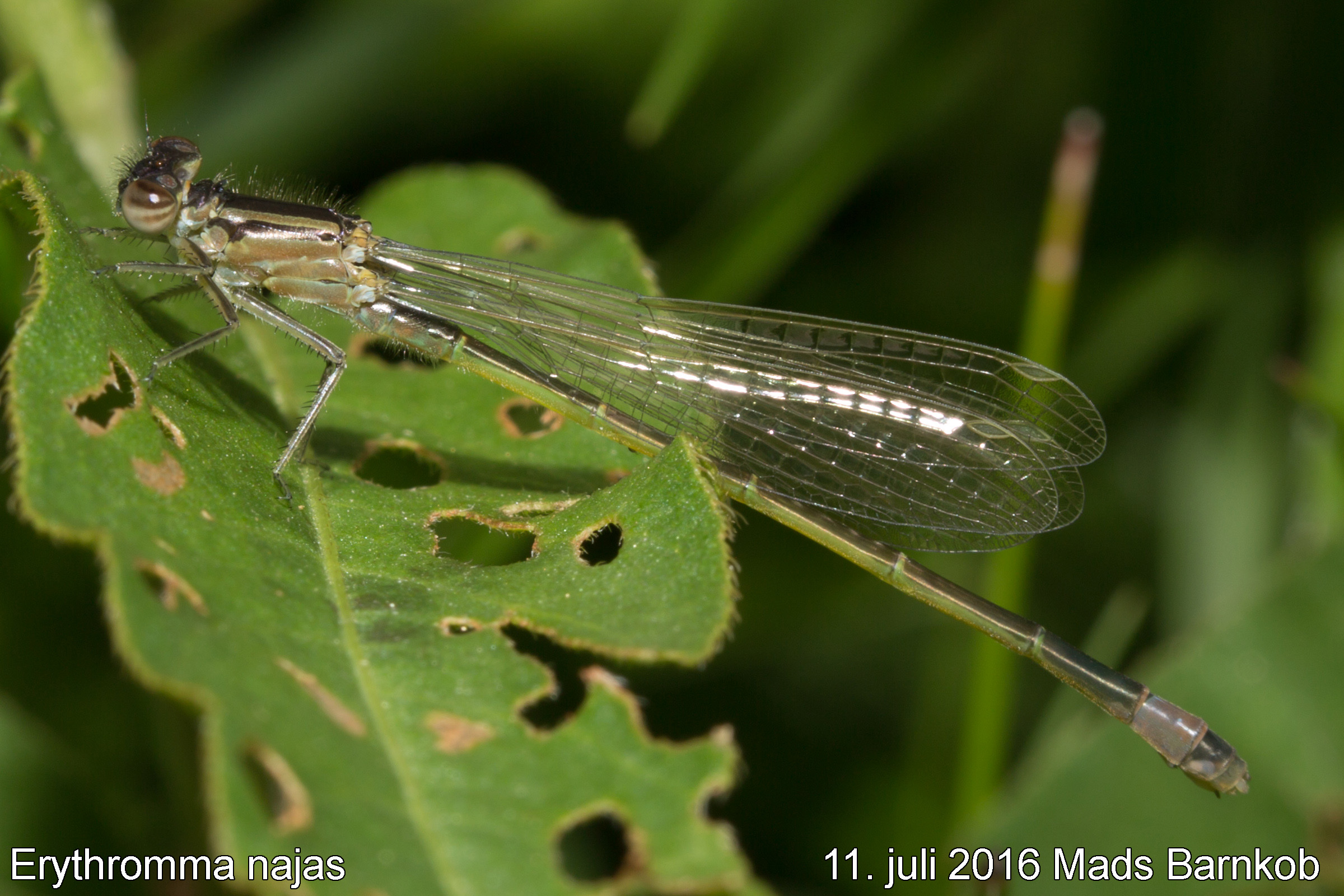 erythromma_najas_female_2016_07_11_1