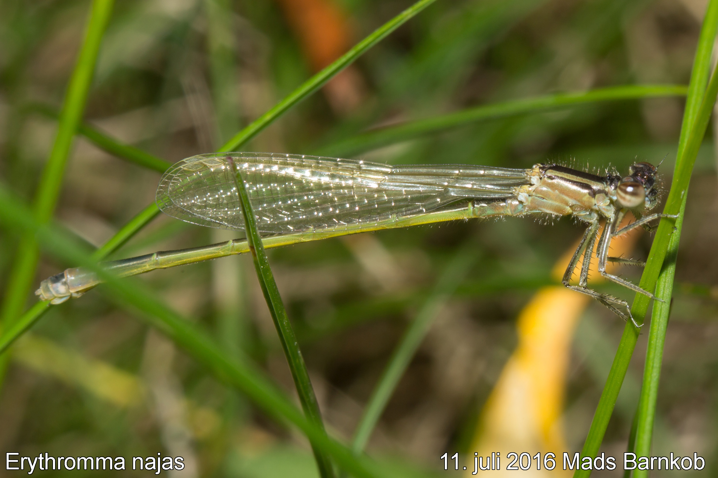 erythromma_najas_female_2016_07_11_2
