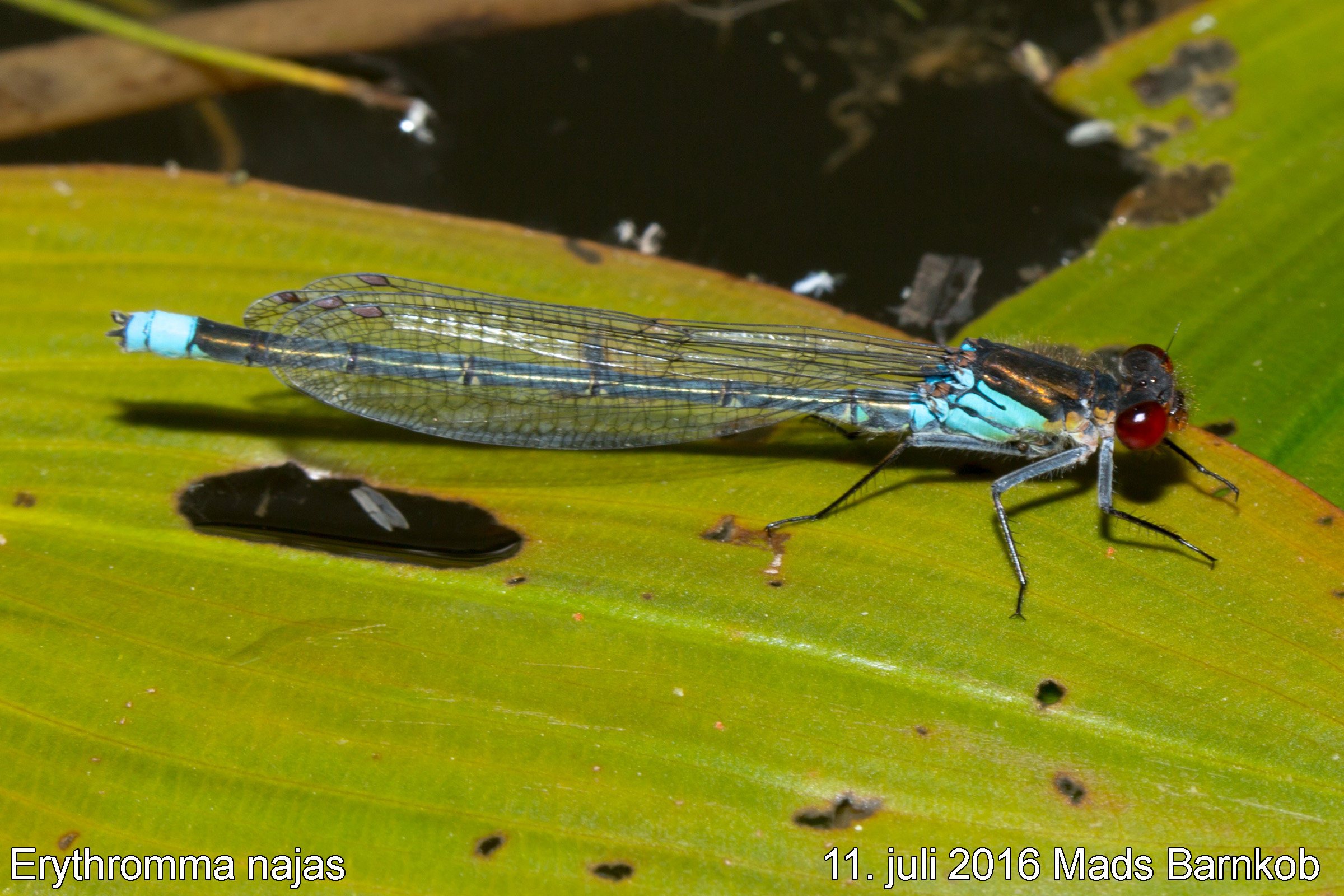 erythromma_najas_male_2016_07_11_1