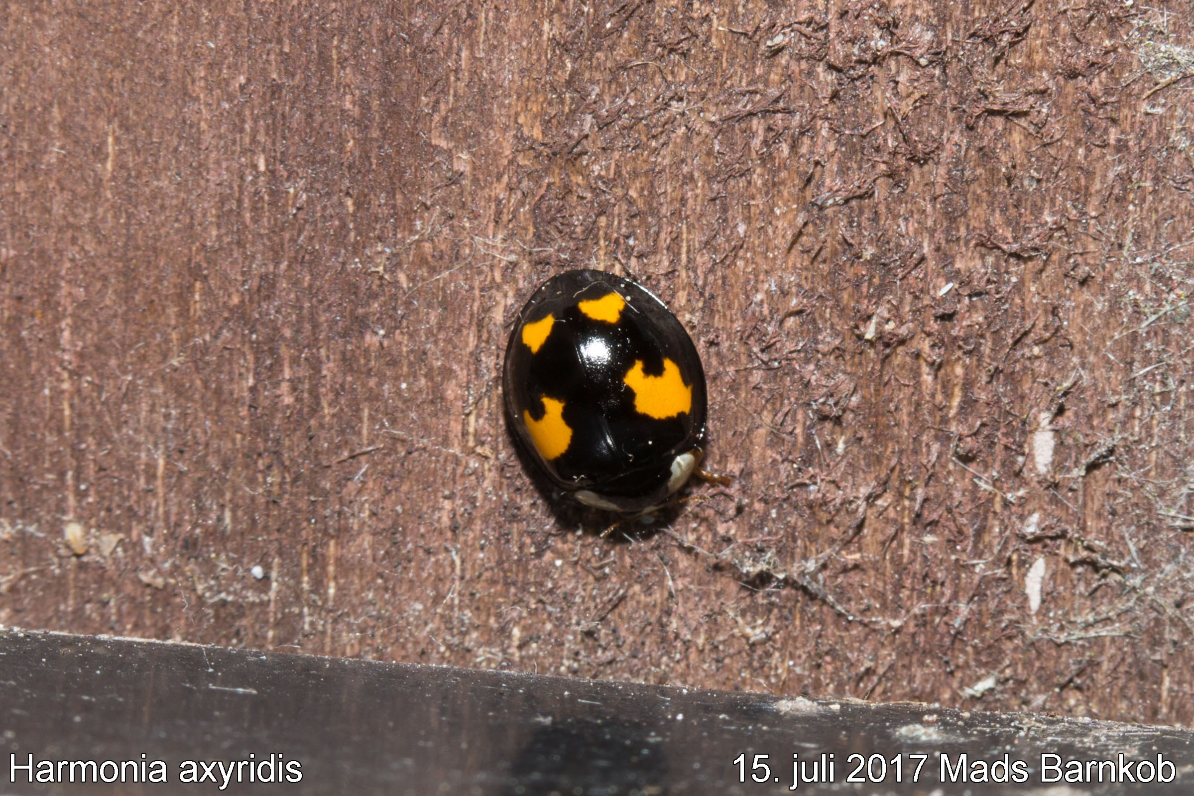 harmonia_axyridis_2017_07_15_1