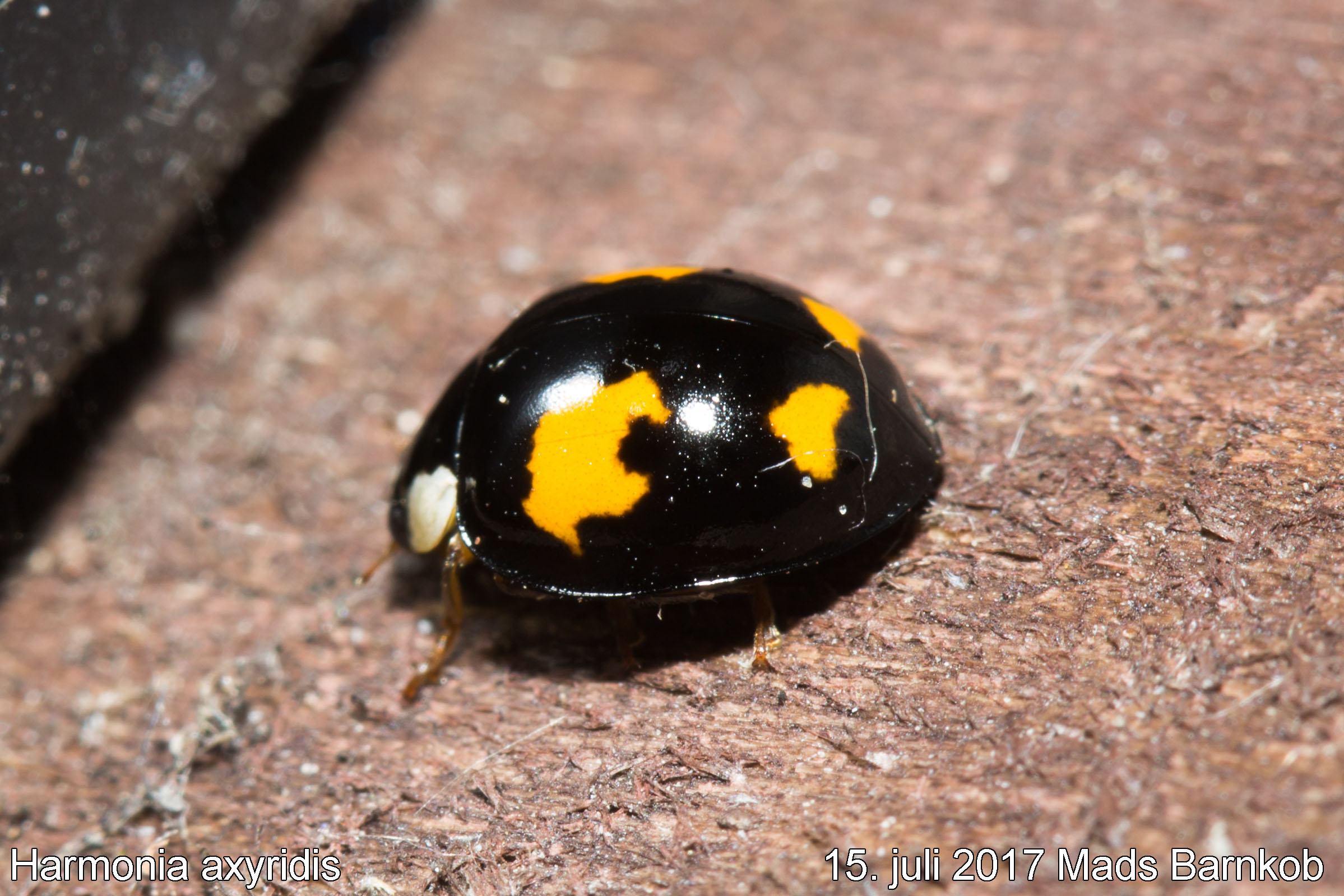 harmonia_axyridis_2017_07_15_2