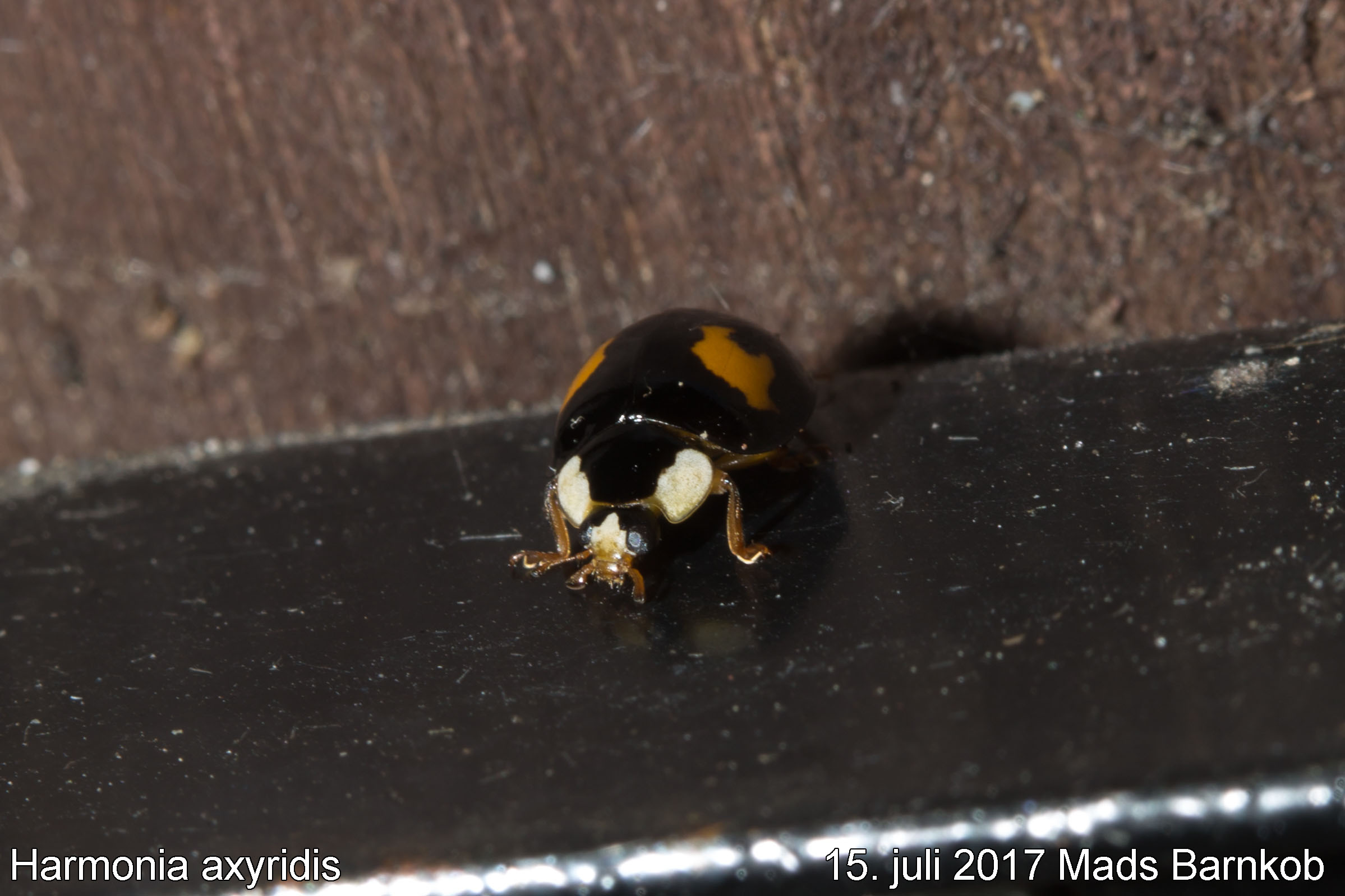 harmonia_axyridis_2017_07_15_3