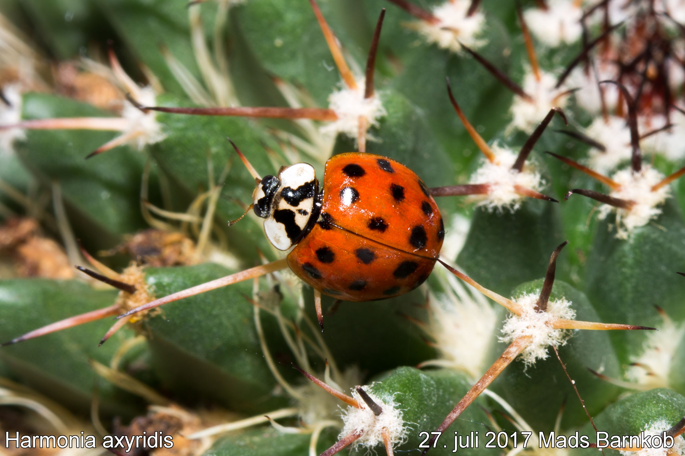harmonia_axyridis_2017_07_27_1