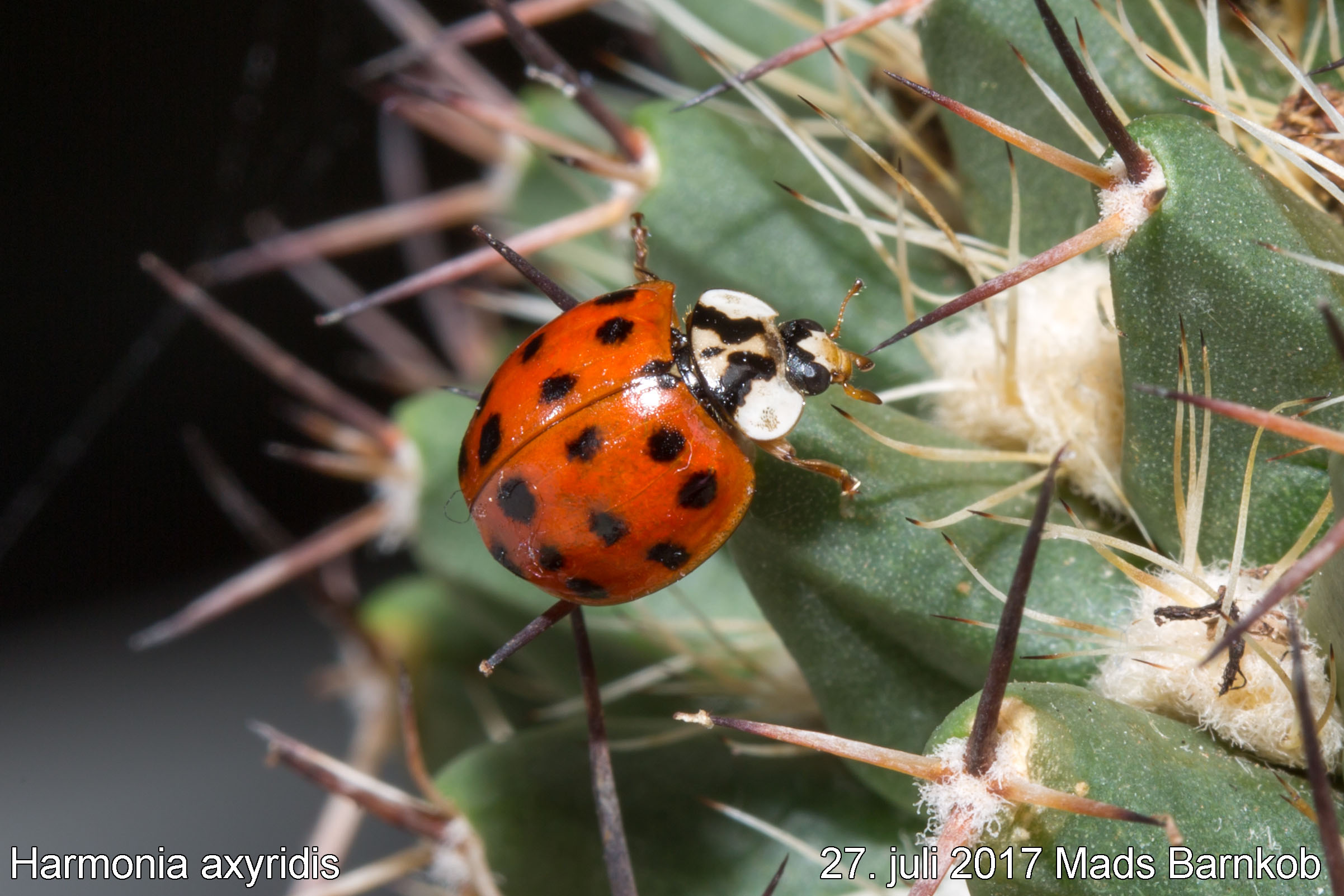 harmonia_axyridis_2017_07_27_2