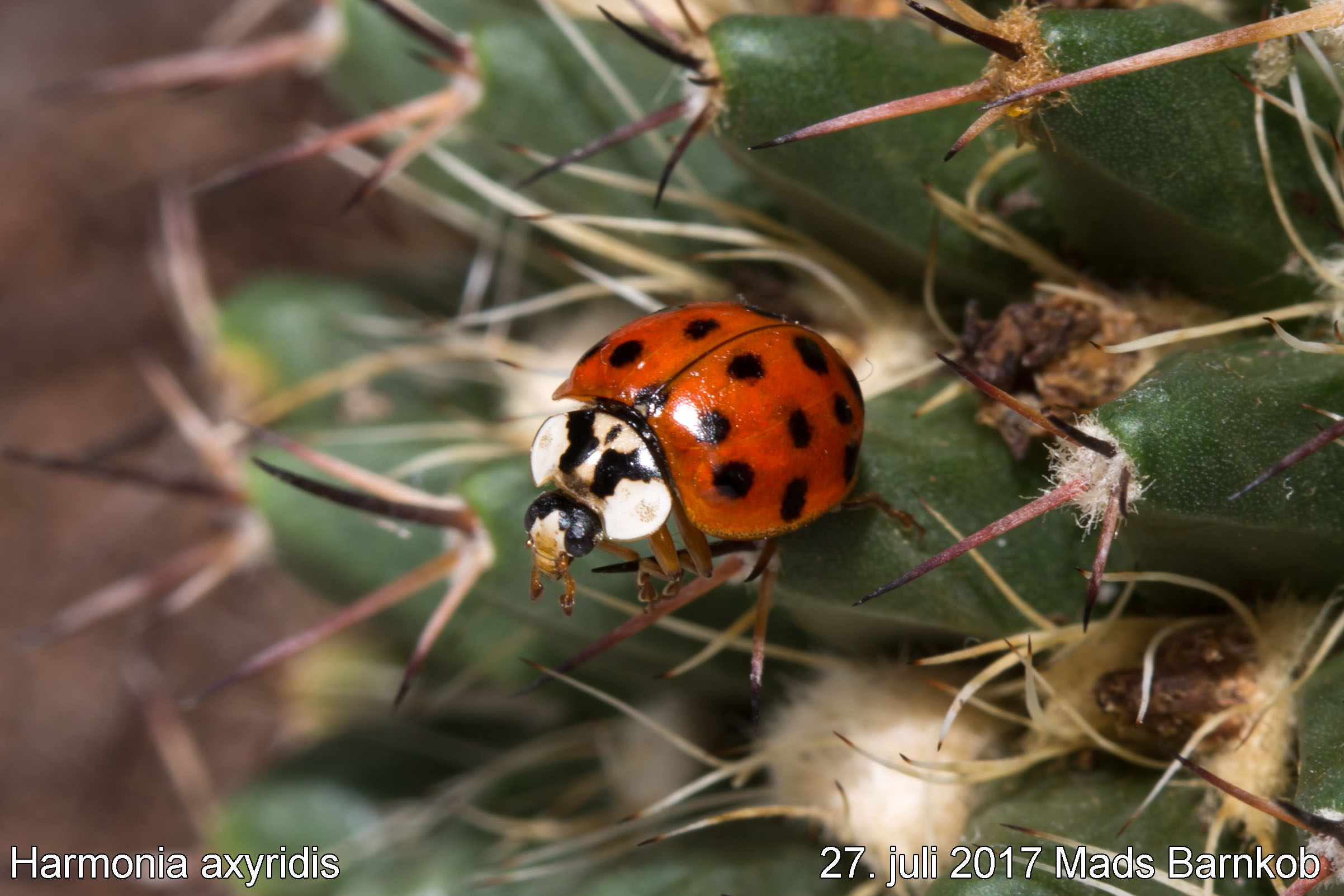 harmonia_axyridis_2017_07_27_3