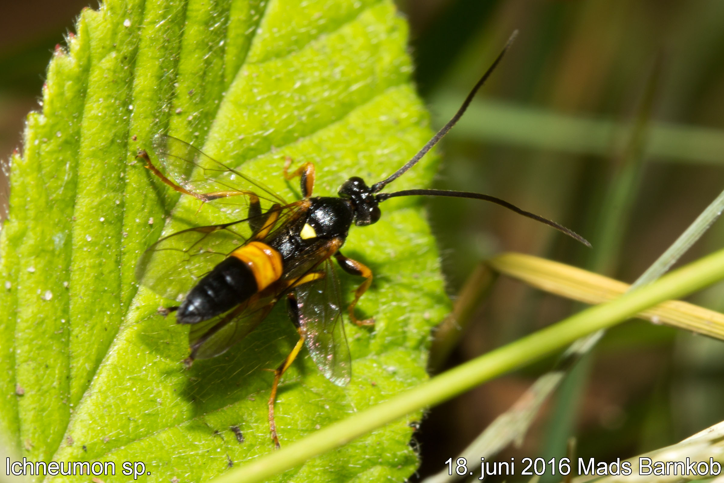 ichneumon sp._2016_06_18_1