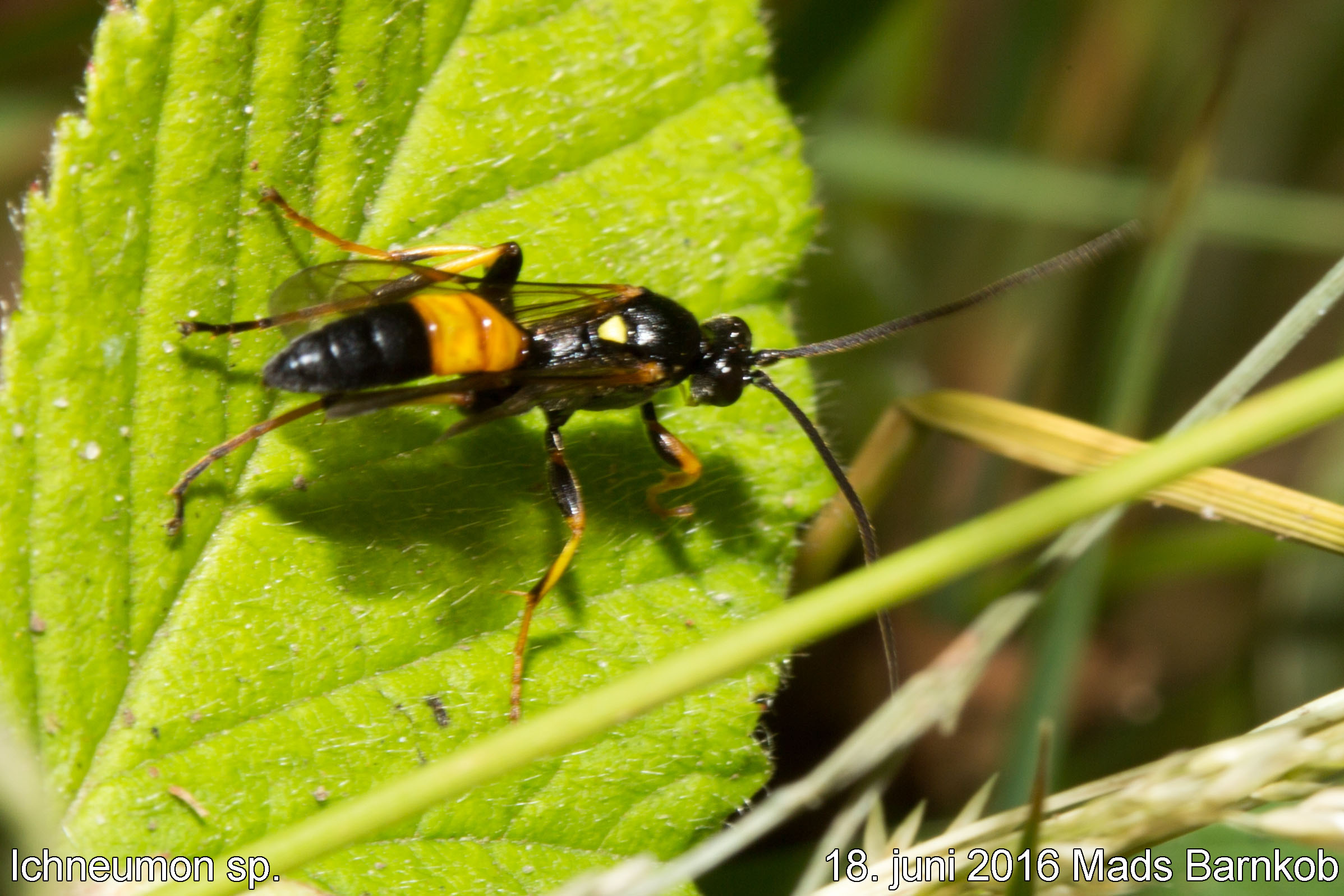 ichneumon sp._2016_06_18_2
