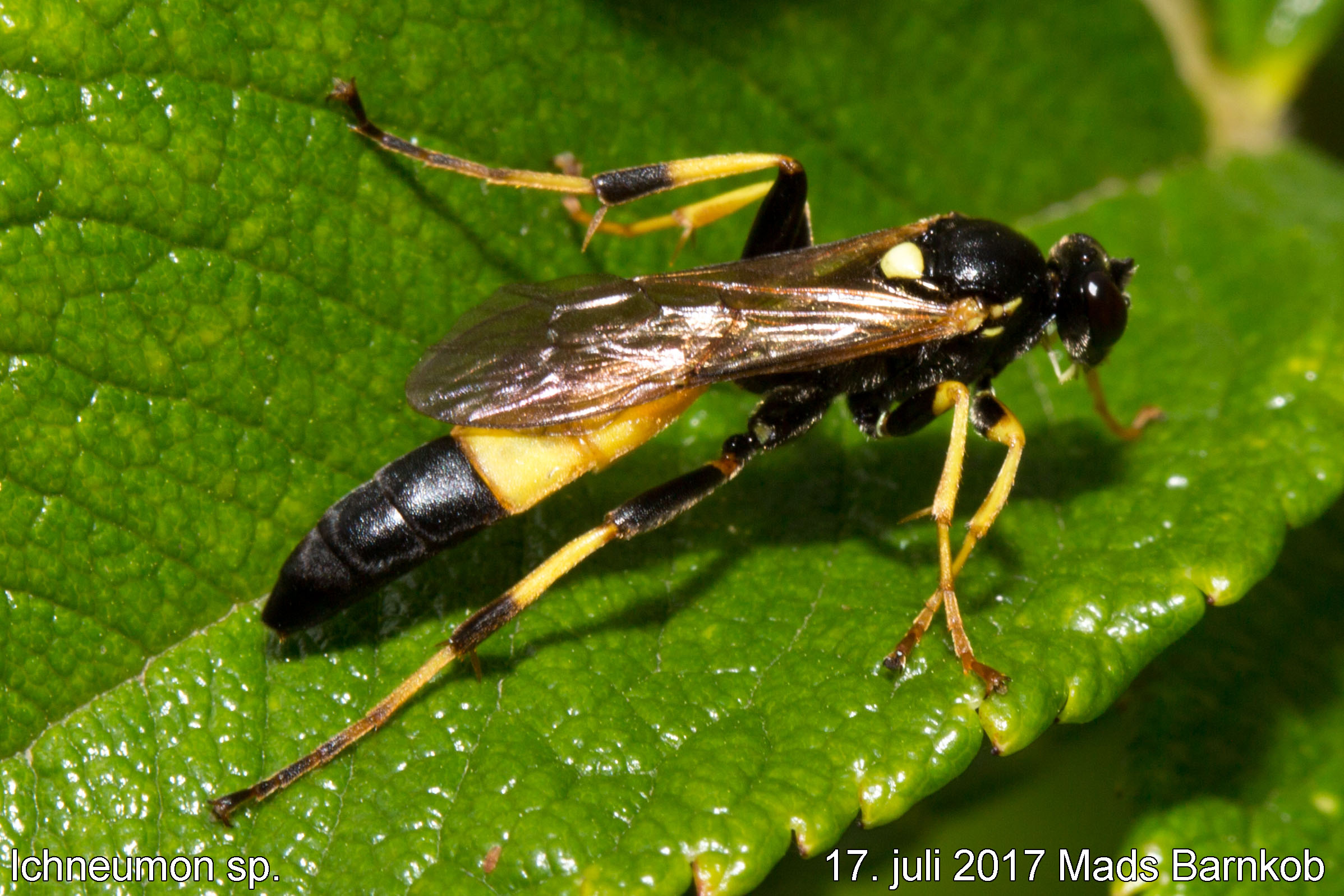 ichneumon sp._2017_07_17_1
