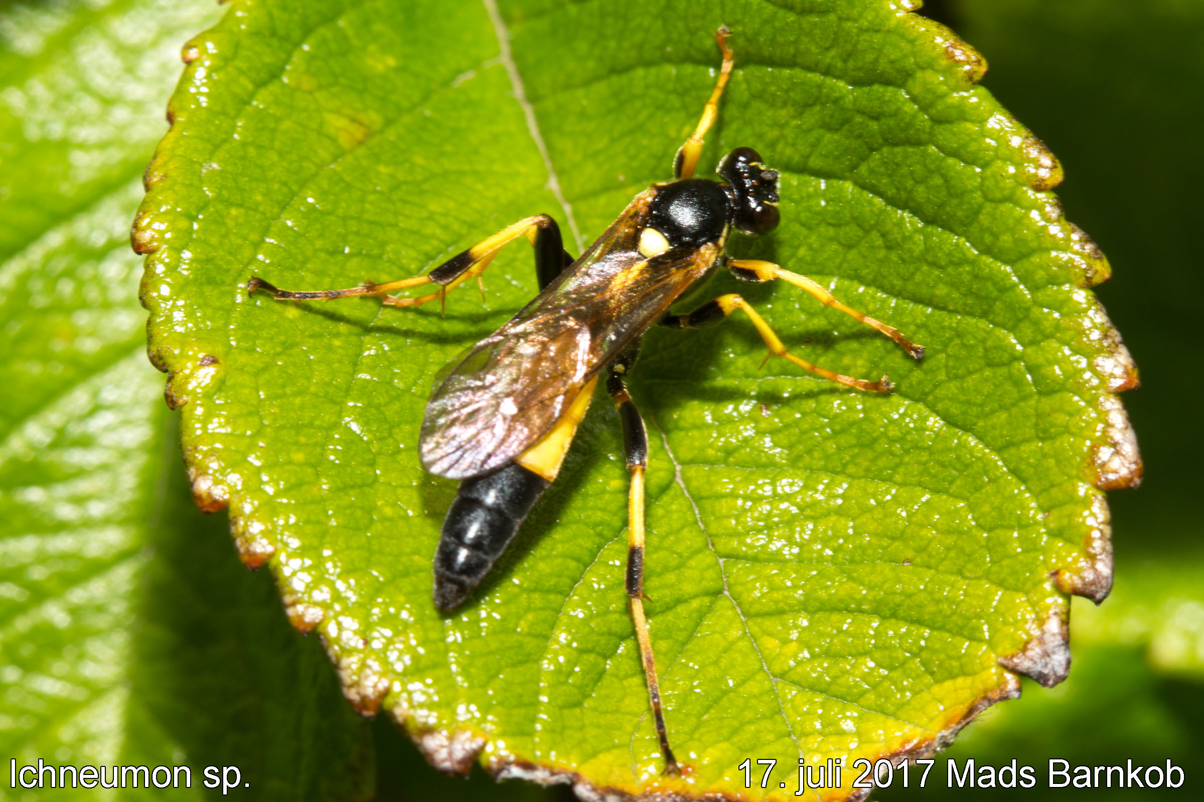 ichneumon sp._2017_07_17_2