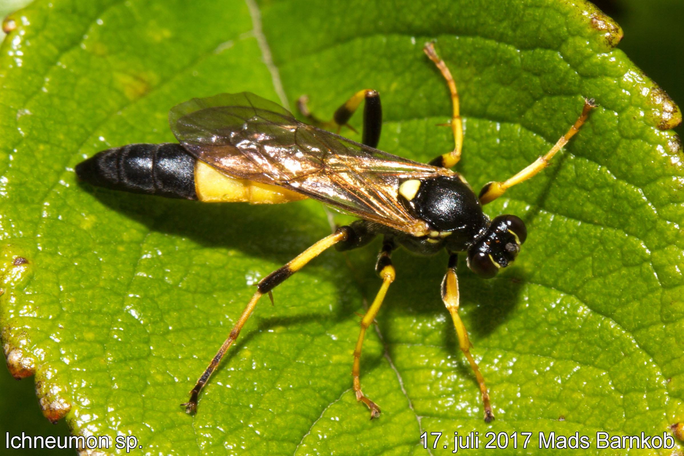 ichneumon sp._2017_07_17_3