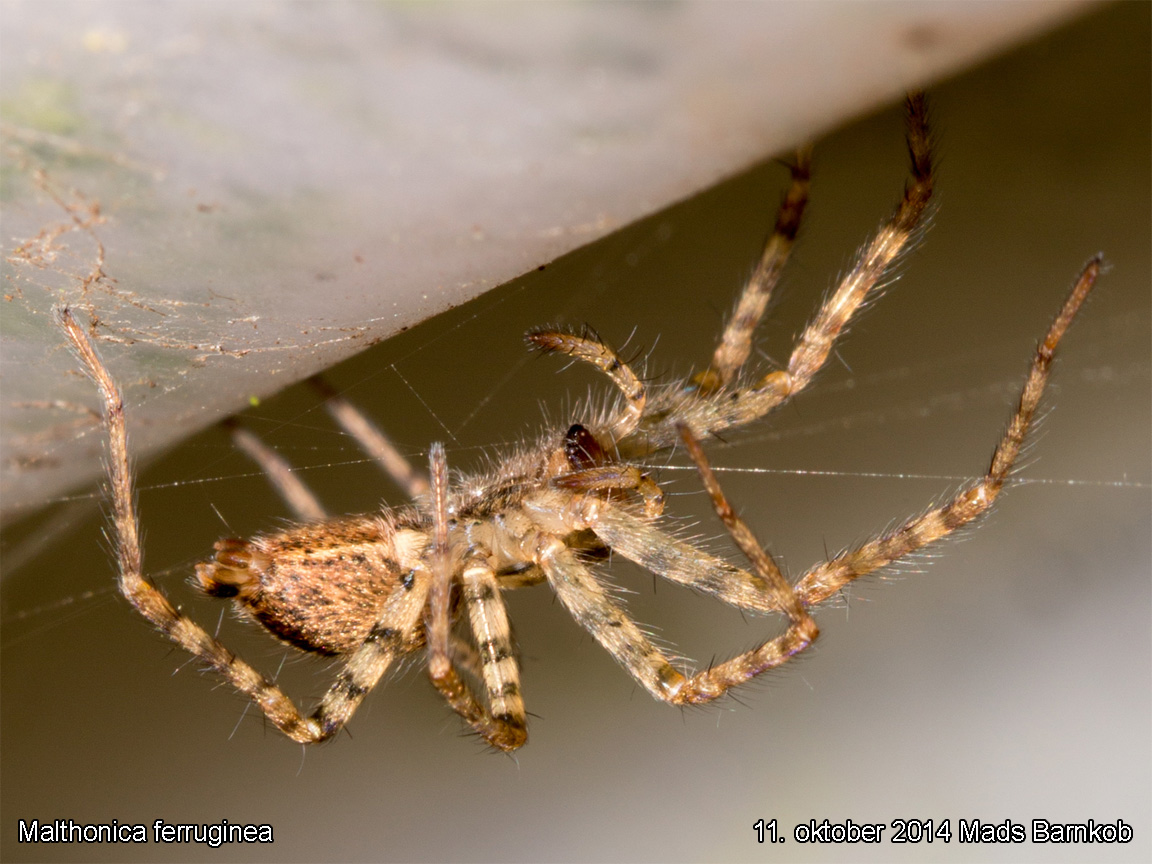 malthonica_ferruginea_2014_10_11_4