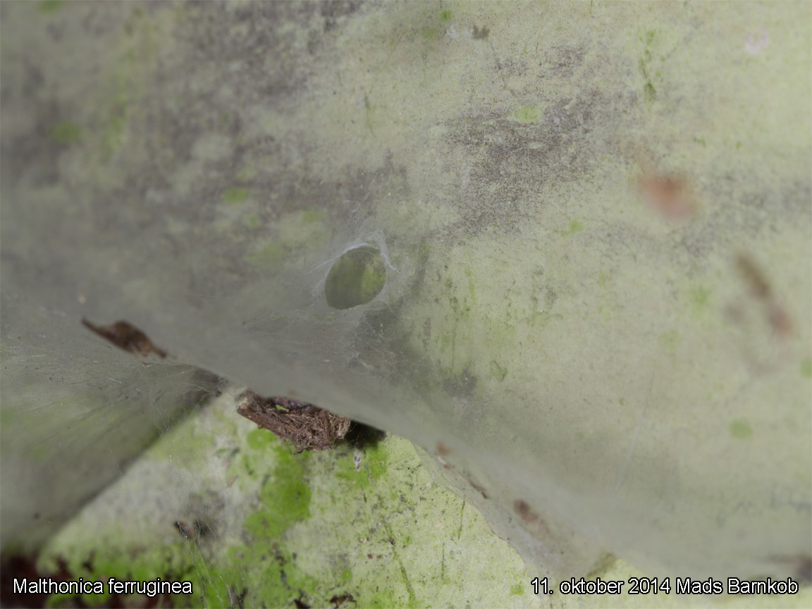 malthonica_ferruginea_2014_10_11_6